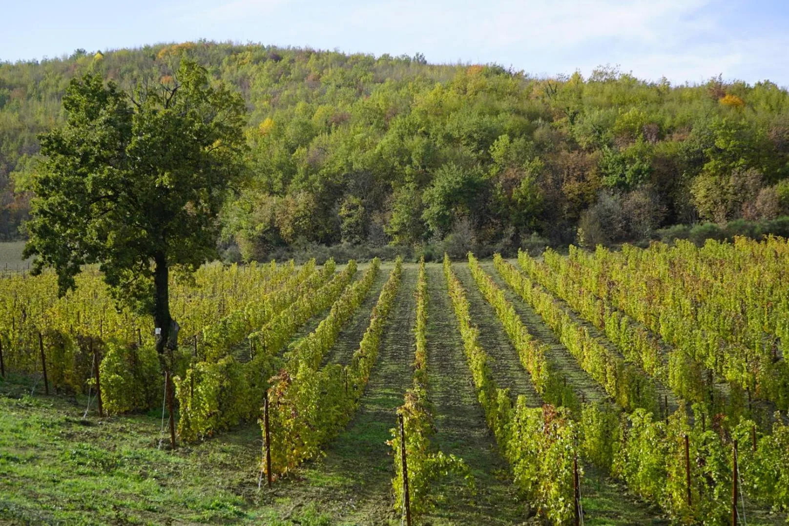 Agriturismo Colle Casini Cortesi