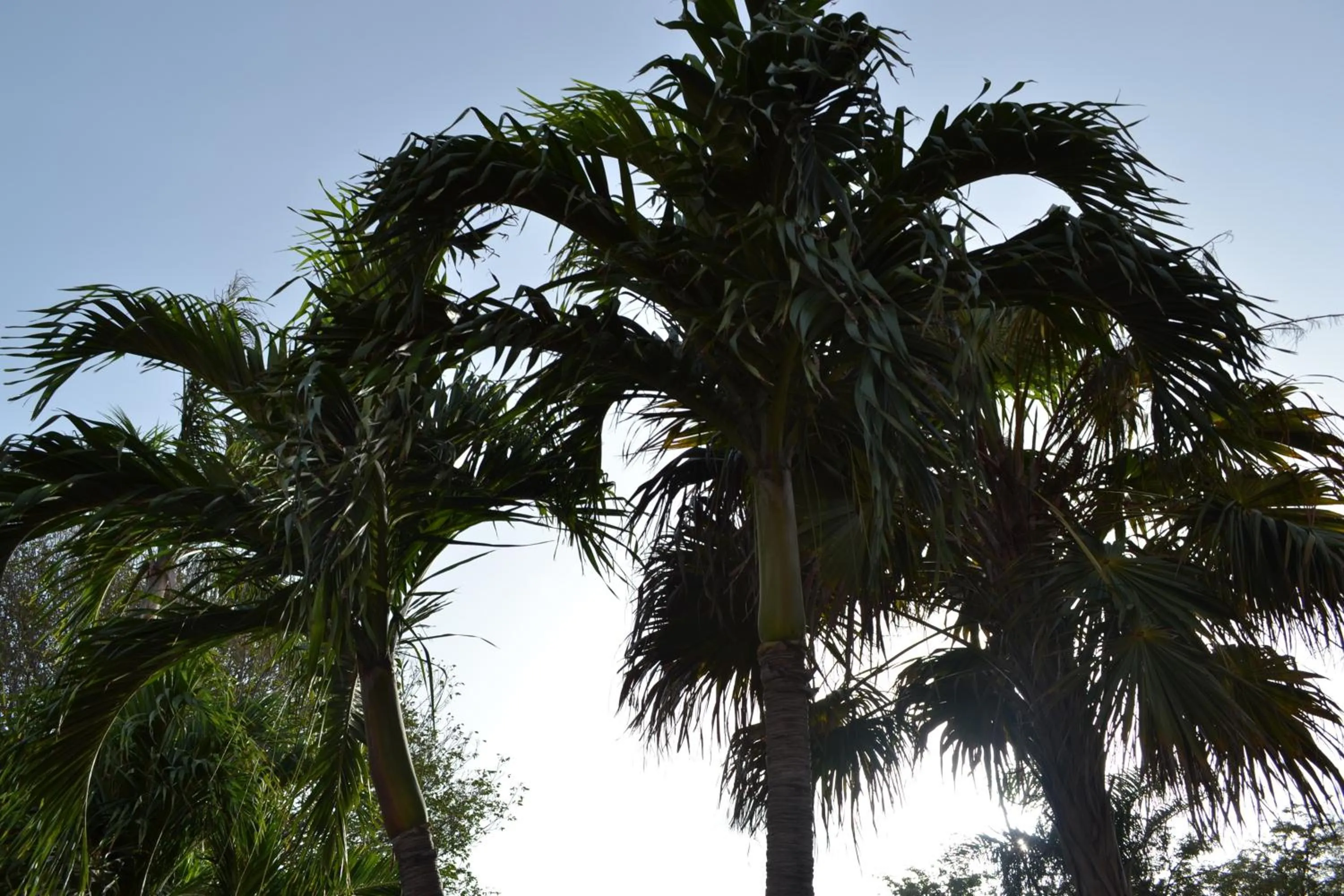 Summer in Palm Trees Apartments