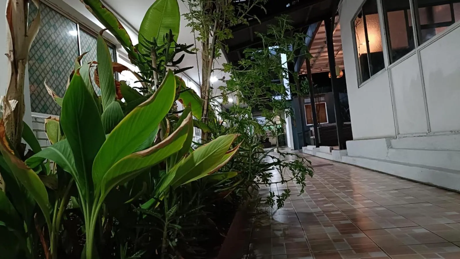 Garden in Hotel las Dunas