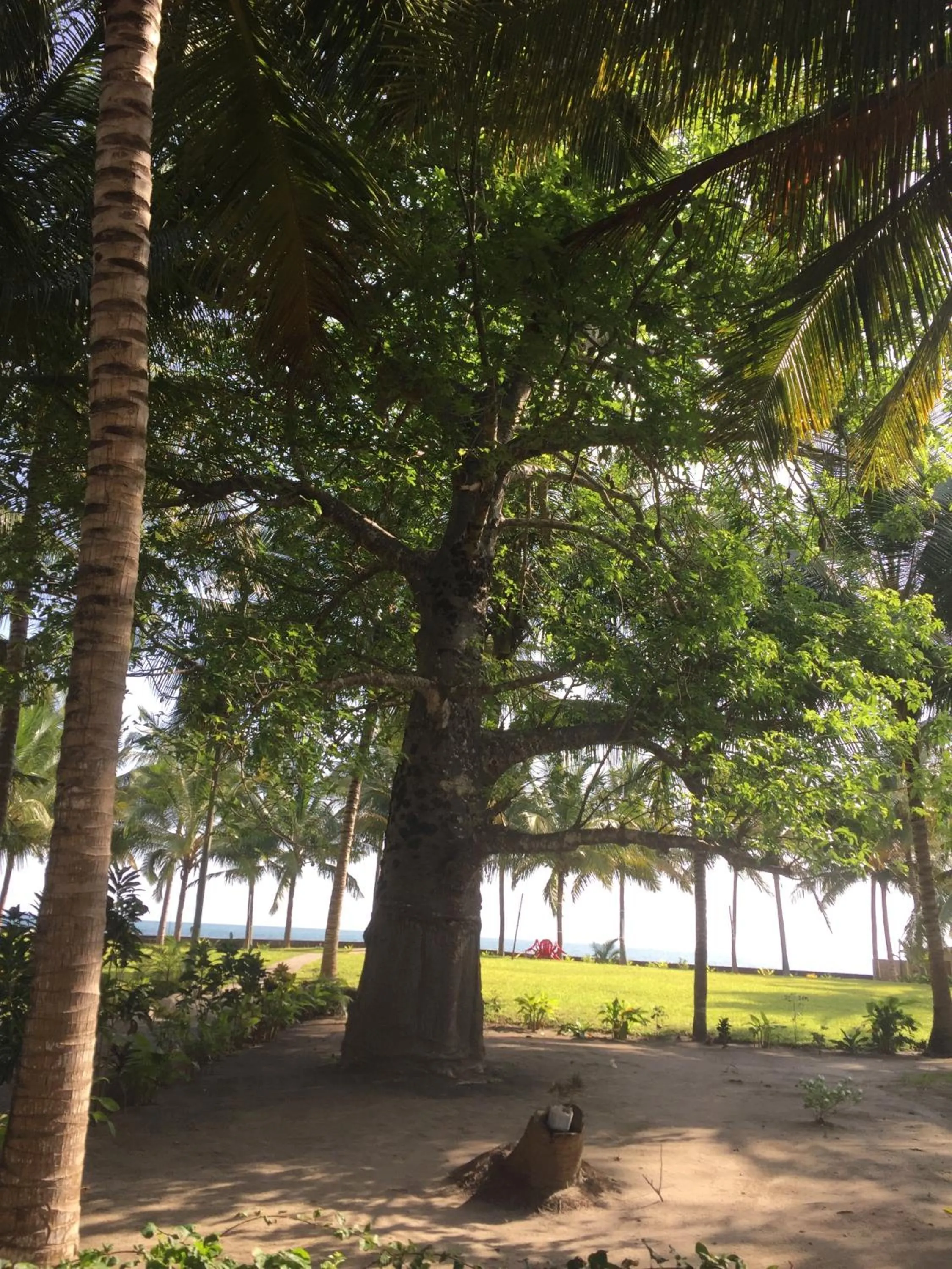 Garden in Oceanic Bay Hotel & Resort