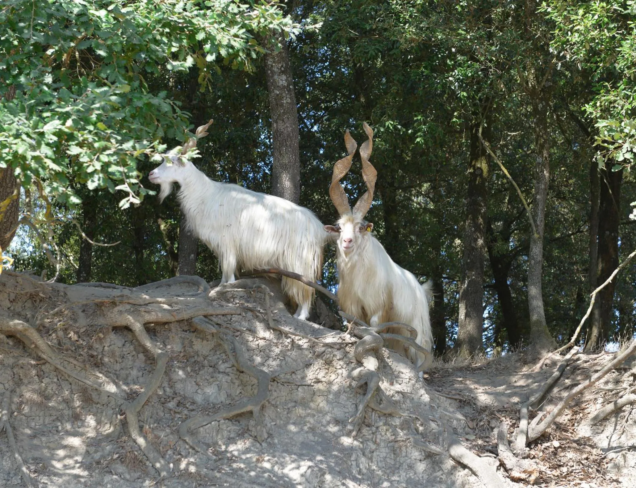 Pets in Podere Suvignano