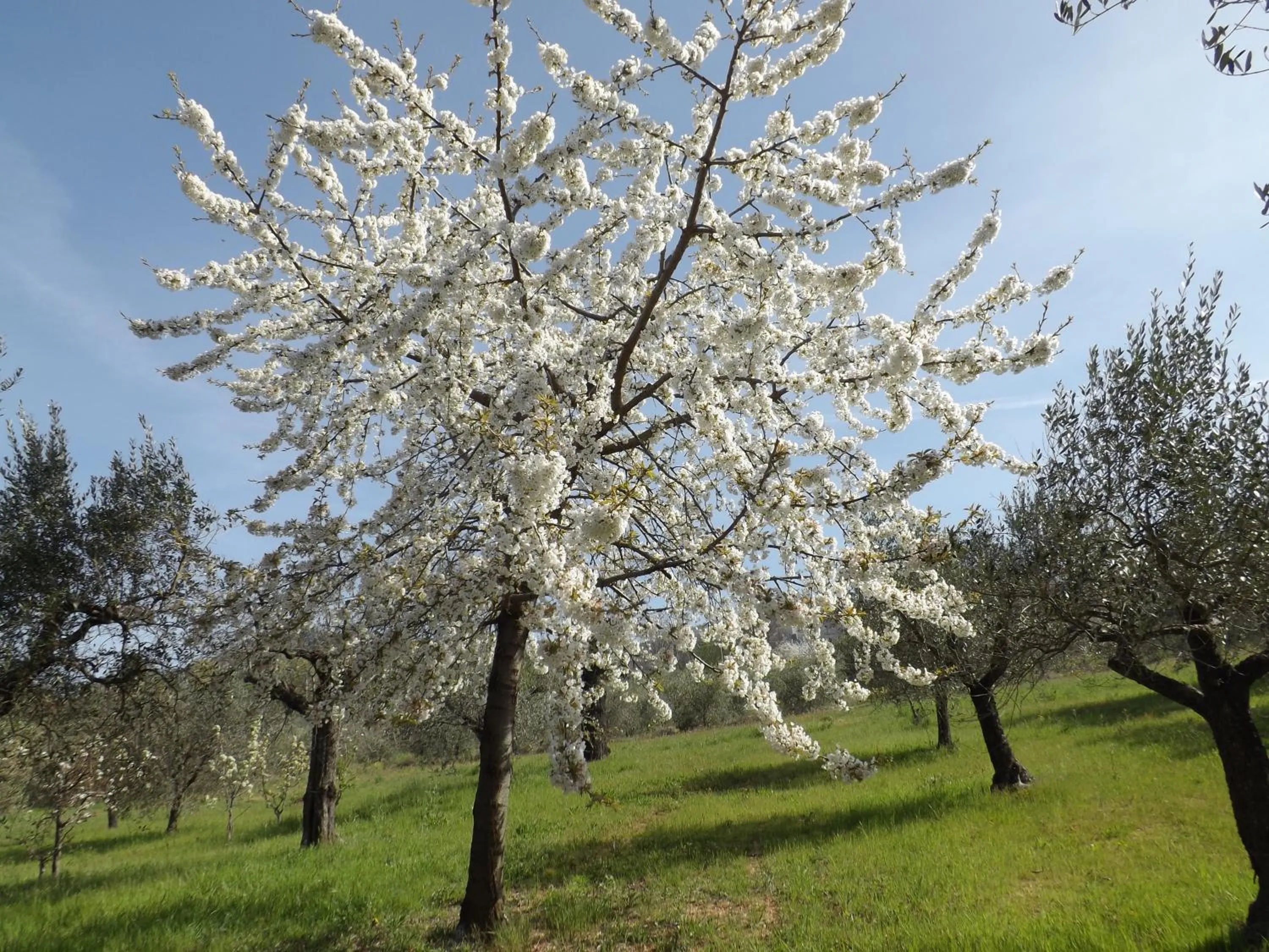 Spring in B&B Il Pizzagiallo