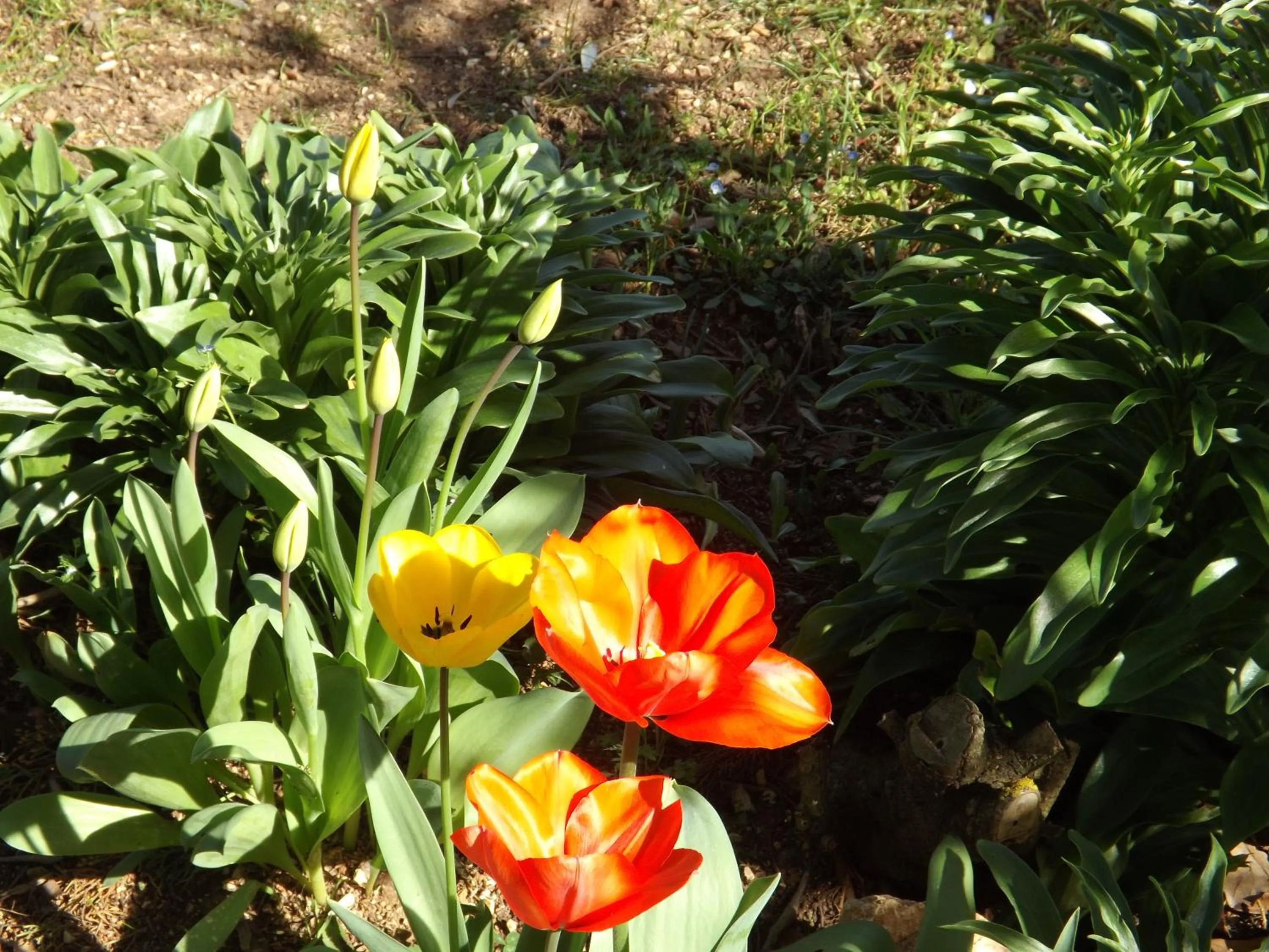 Garden in B&B Il Pizzagiallo