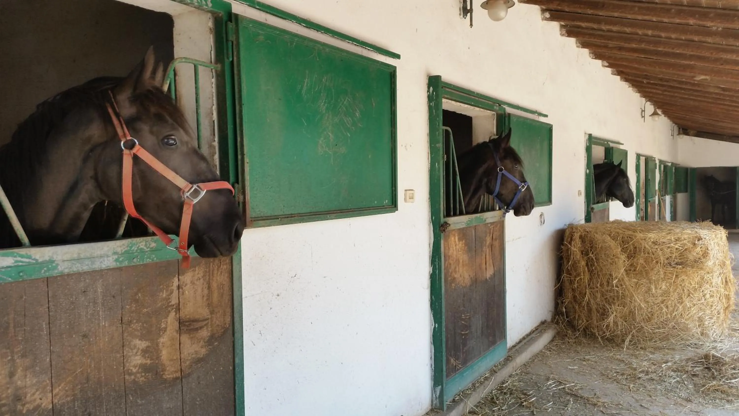 Animals in Masseria Luco