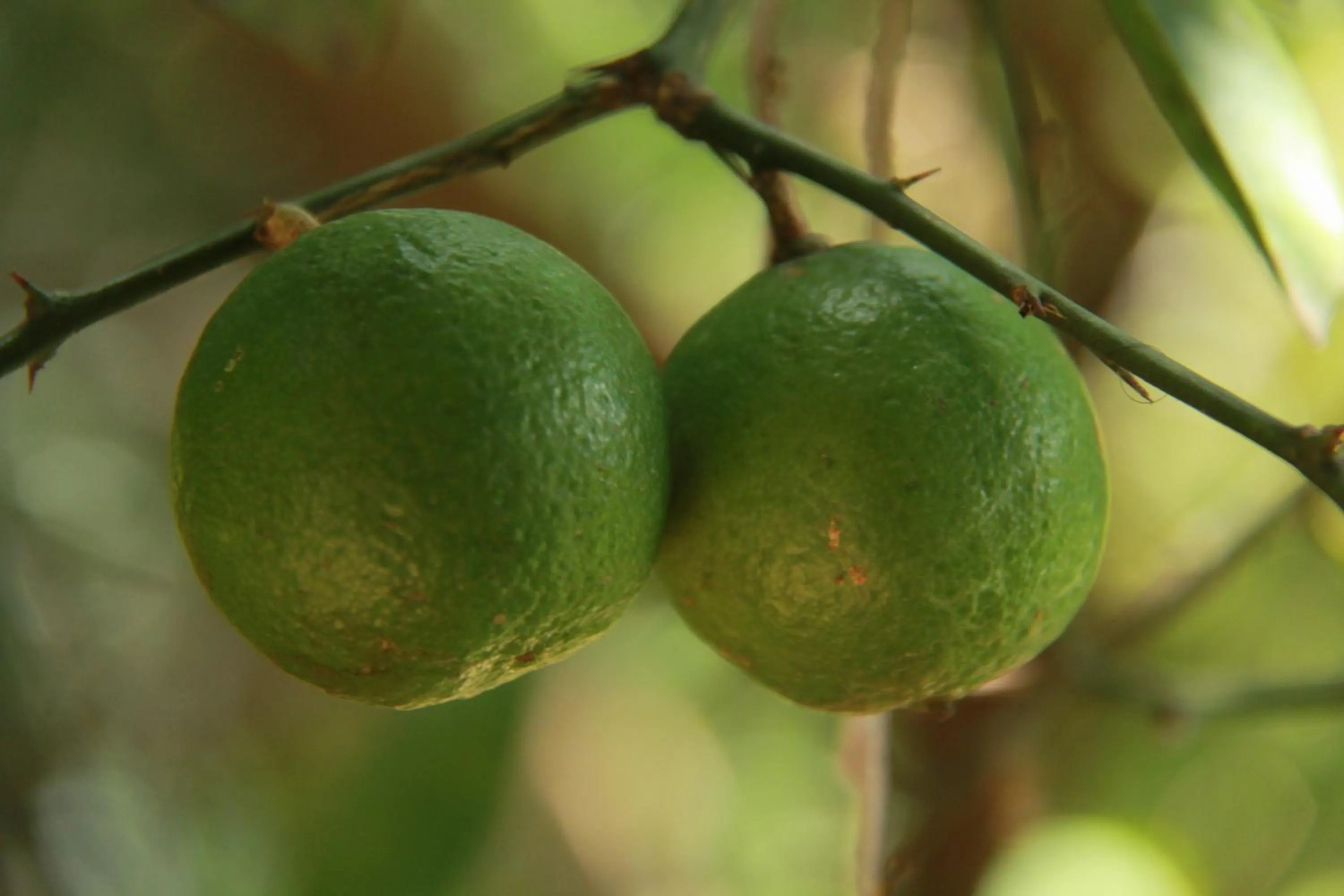 Other in Anura Guest Inn