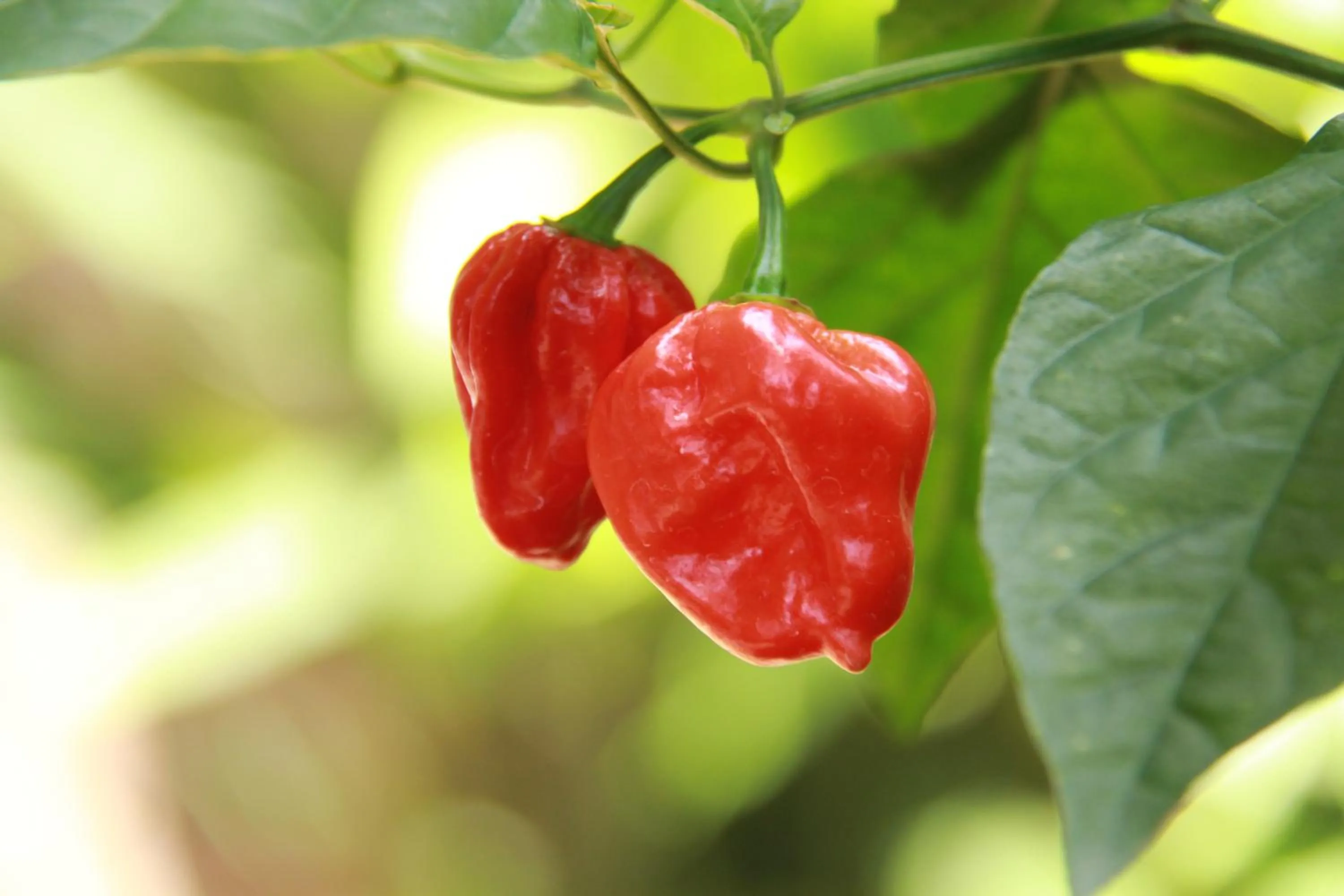 Other in Anura Guest Inn