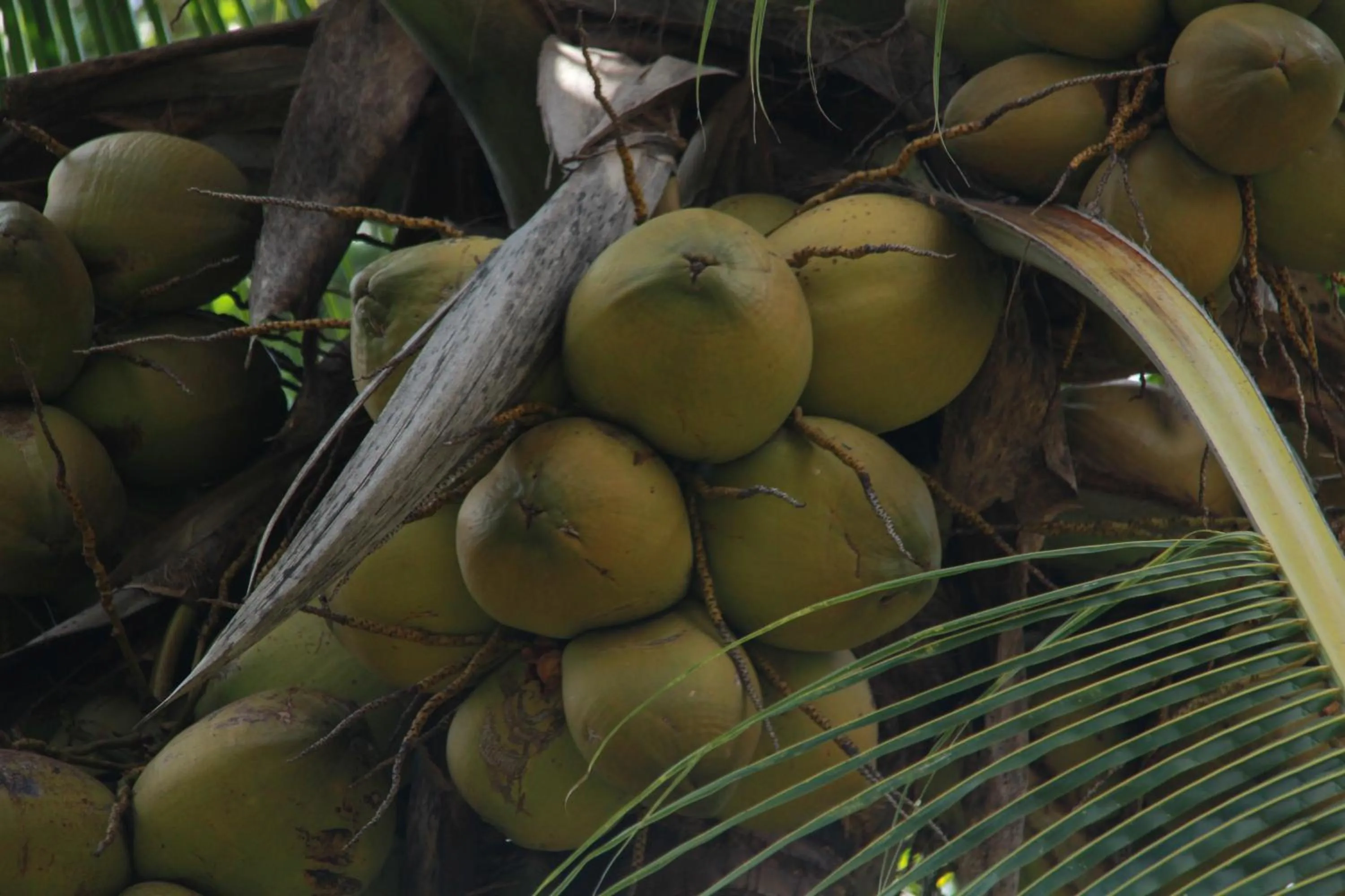 Garden view in Anura Guest Inn