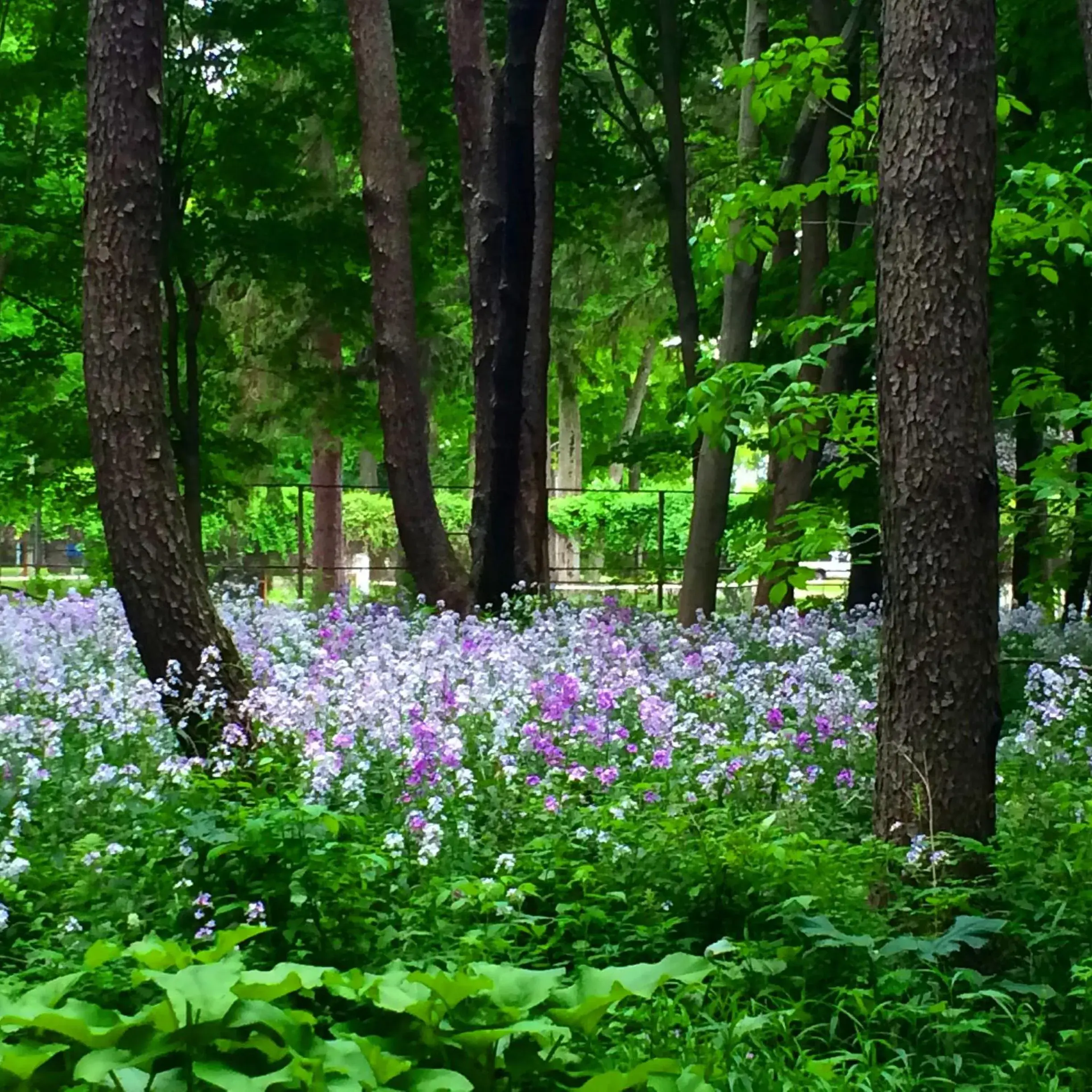 Garden in Michillinda Lodge Resort