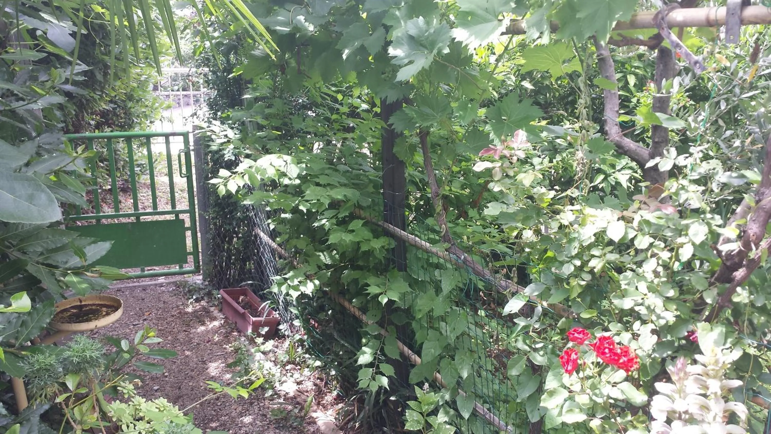 Garden in Apartments Paco & Bony