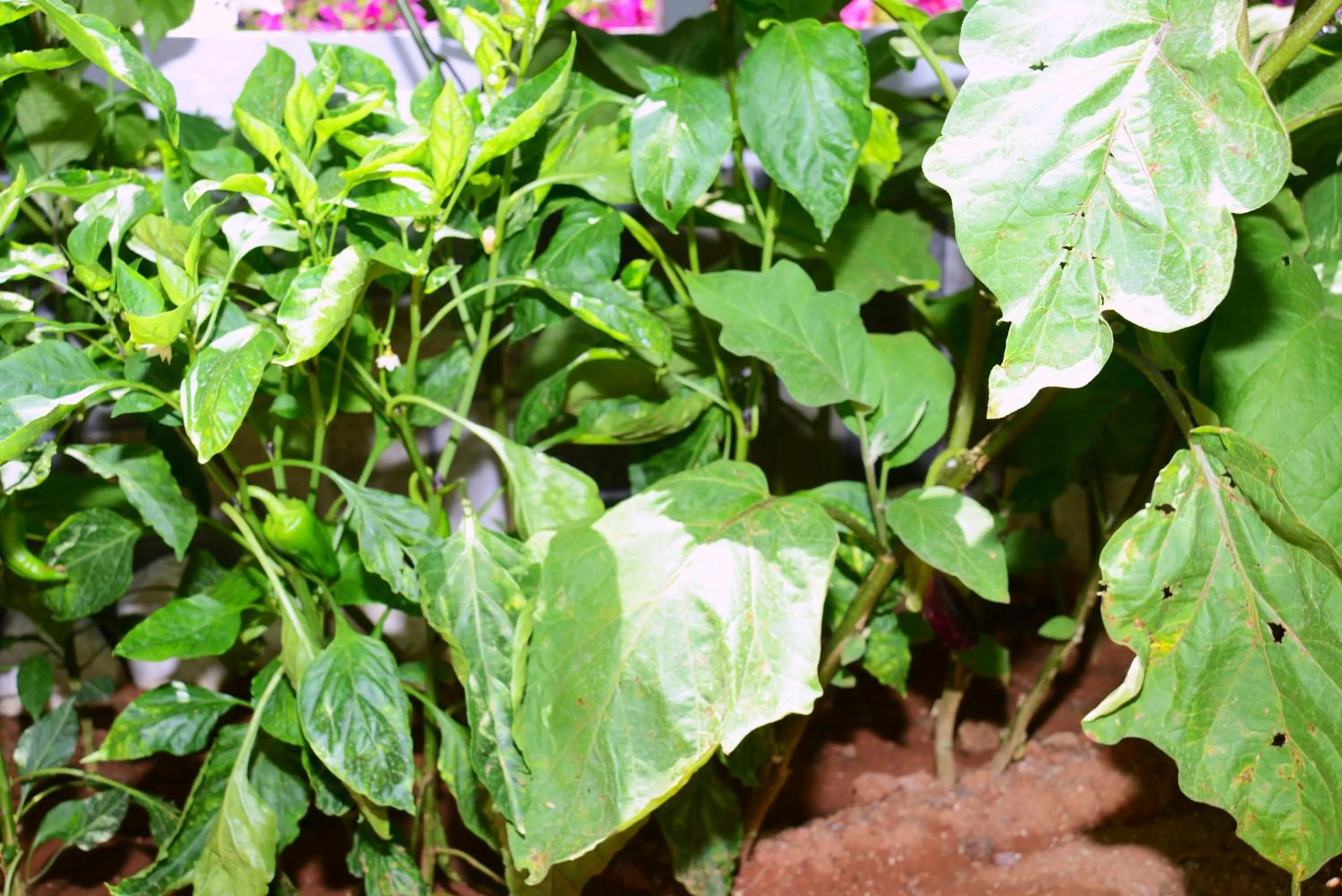 Other in Neruda Hotel