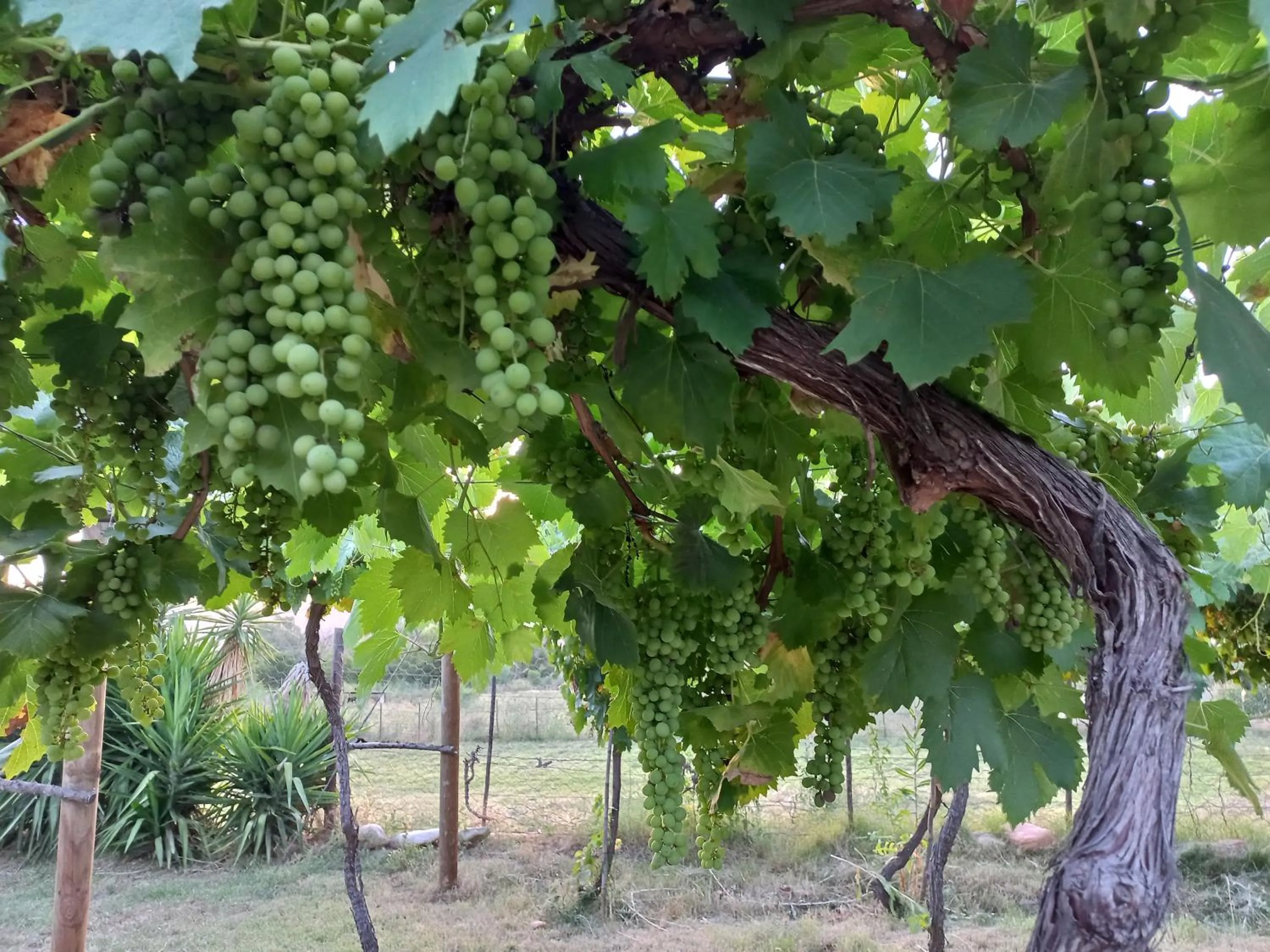 Garden in Karoo Life B&B