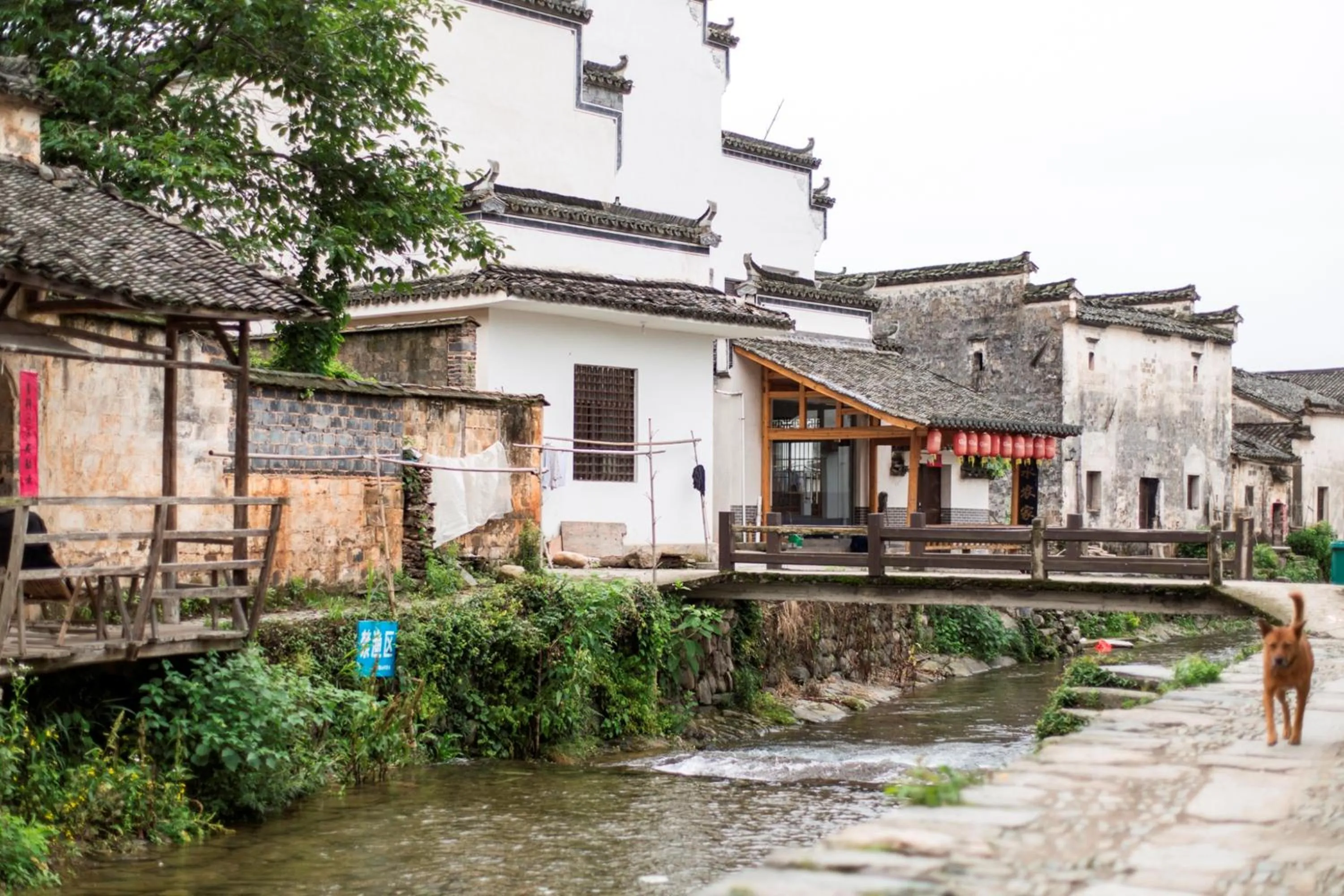 Day in Banyan Tree Huangshan