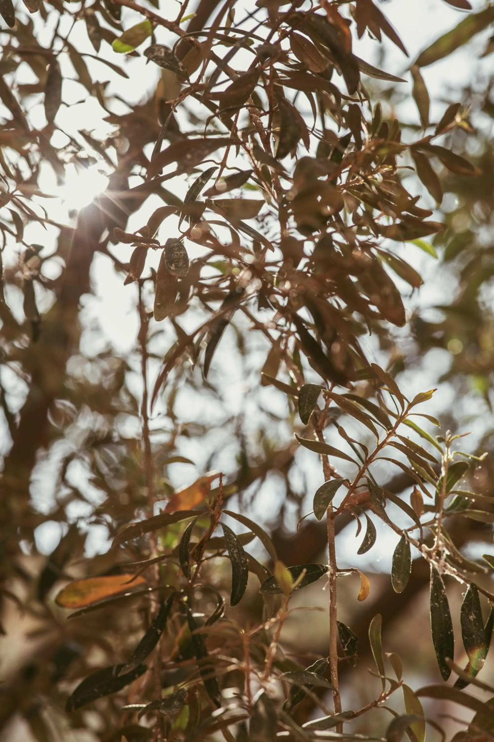 Garden in Electra Hotel
