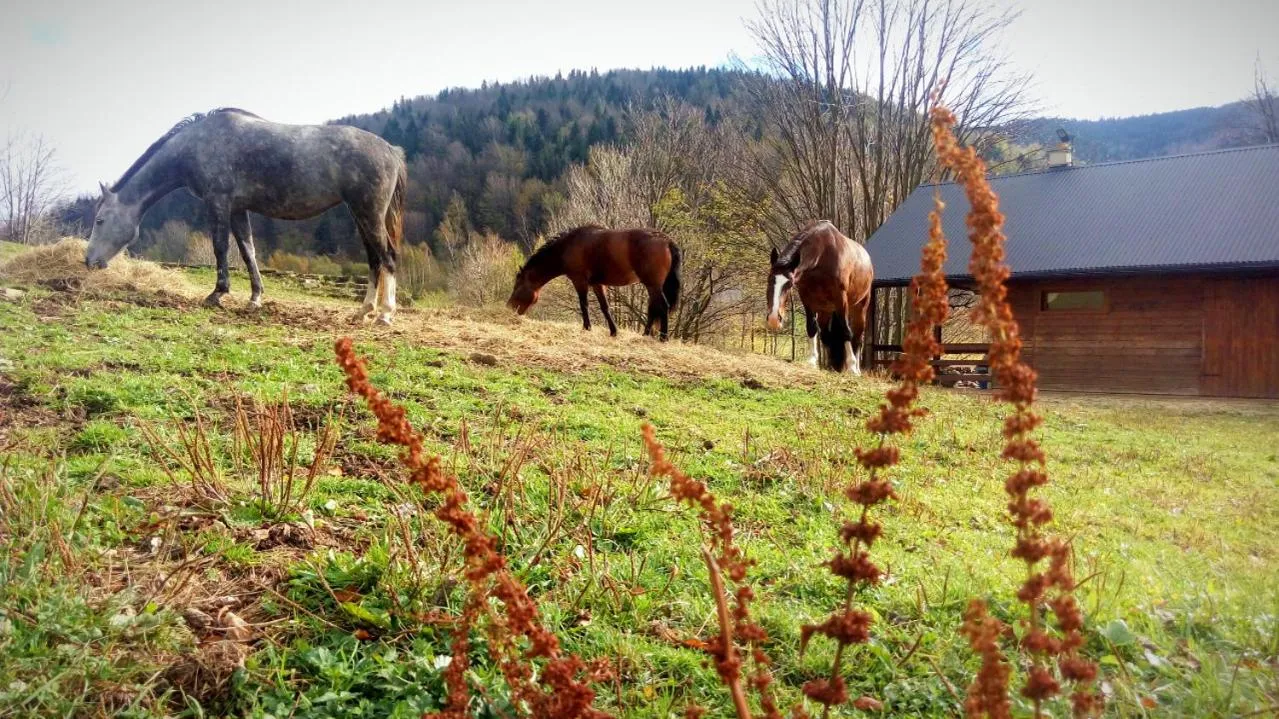 Day in Hotel Klaudia