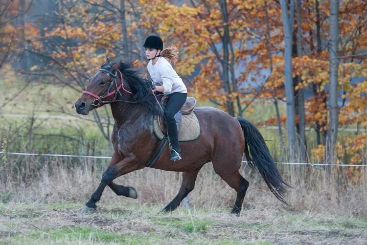 Horse-riding in Hotel Klaudia