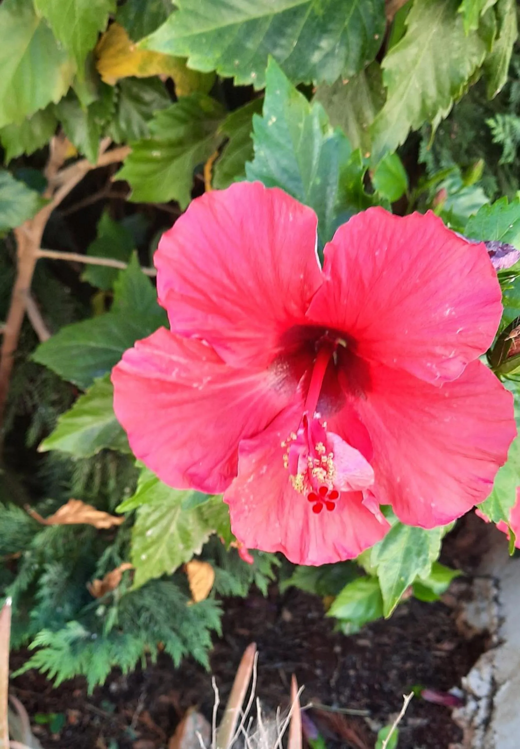 Garden in Koukouri Suites