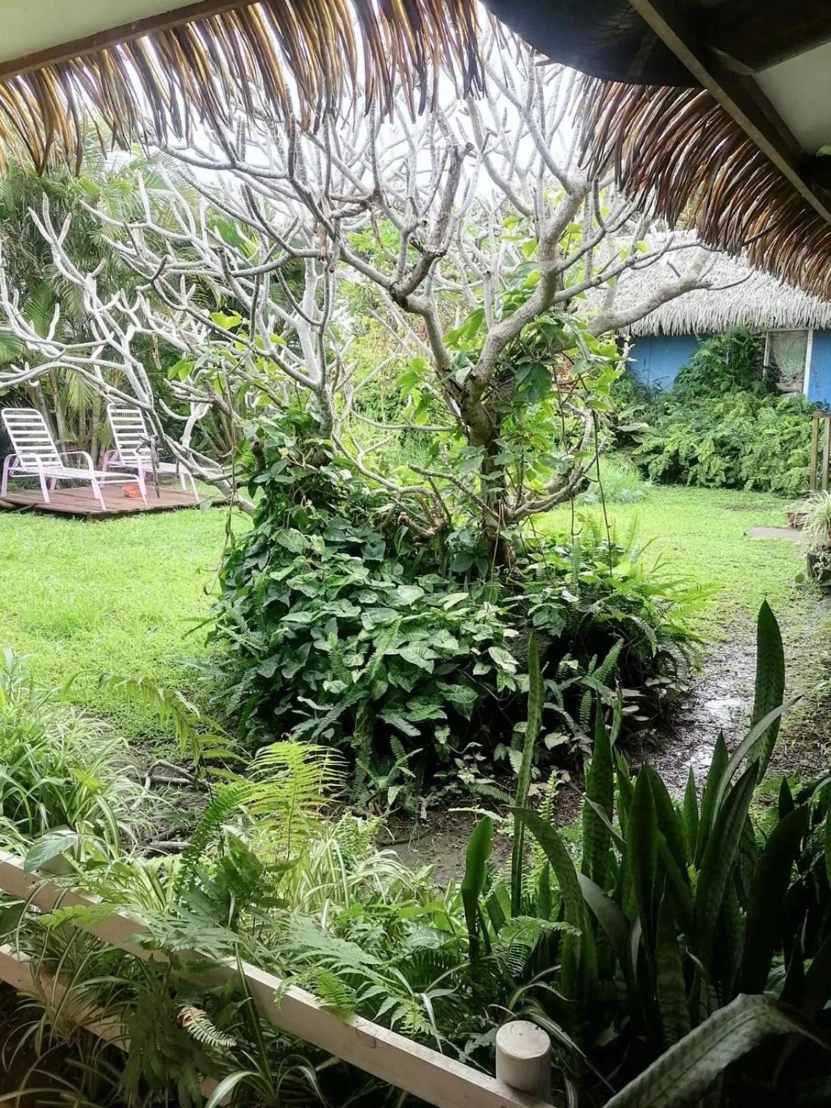 Garden in Hare Henua B&B