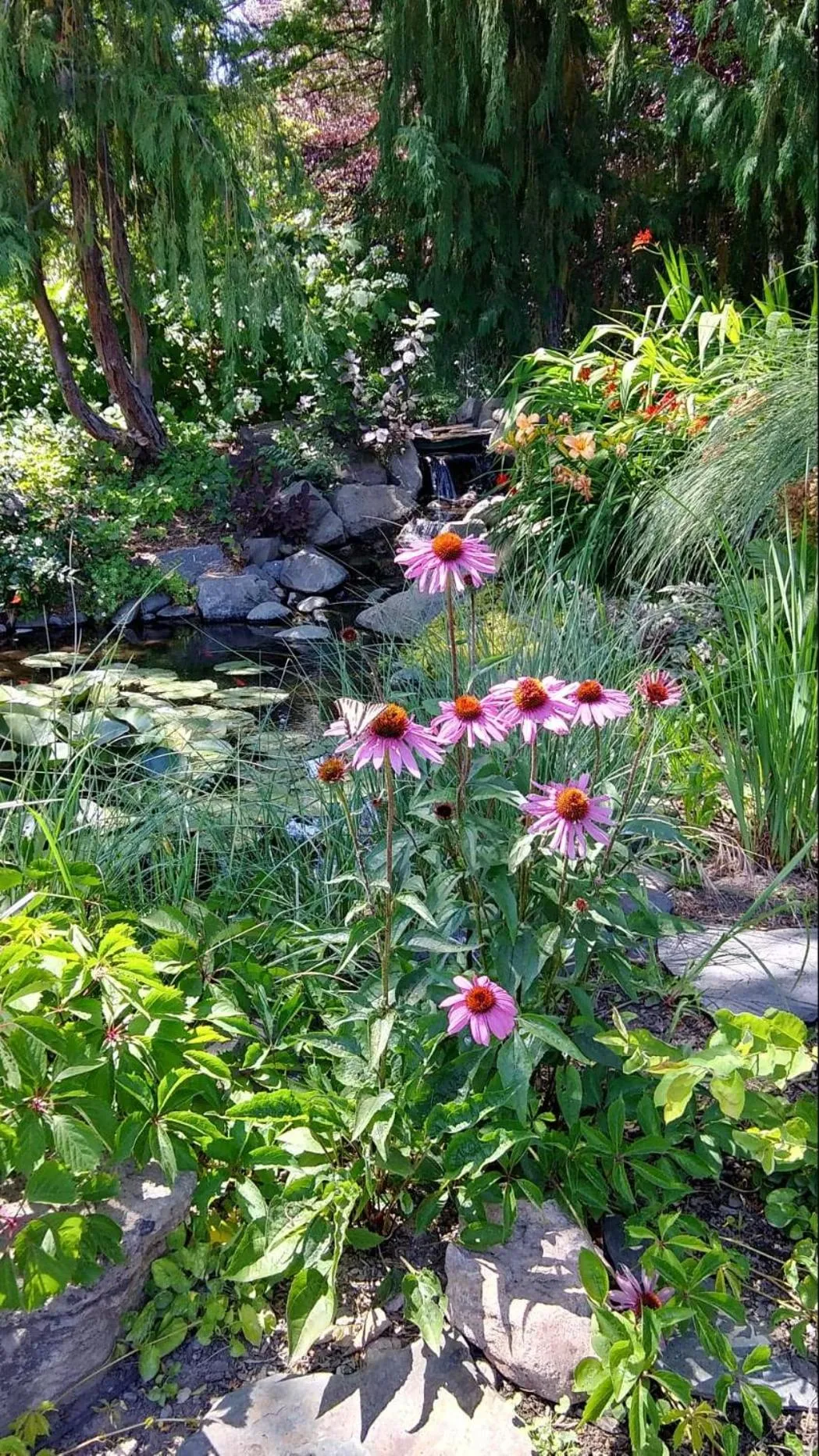 Garden in Balch Hotel