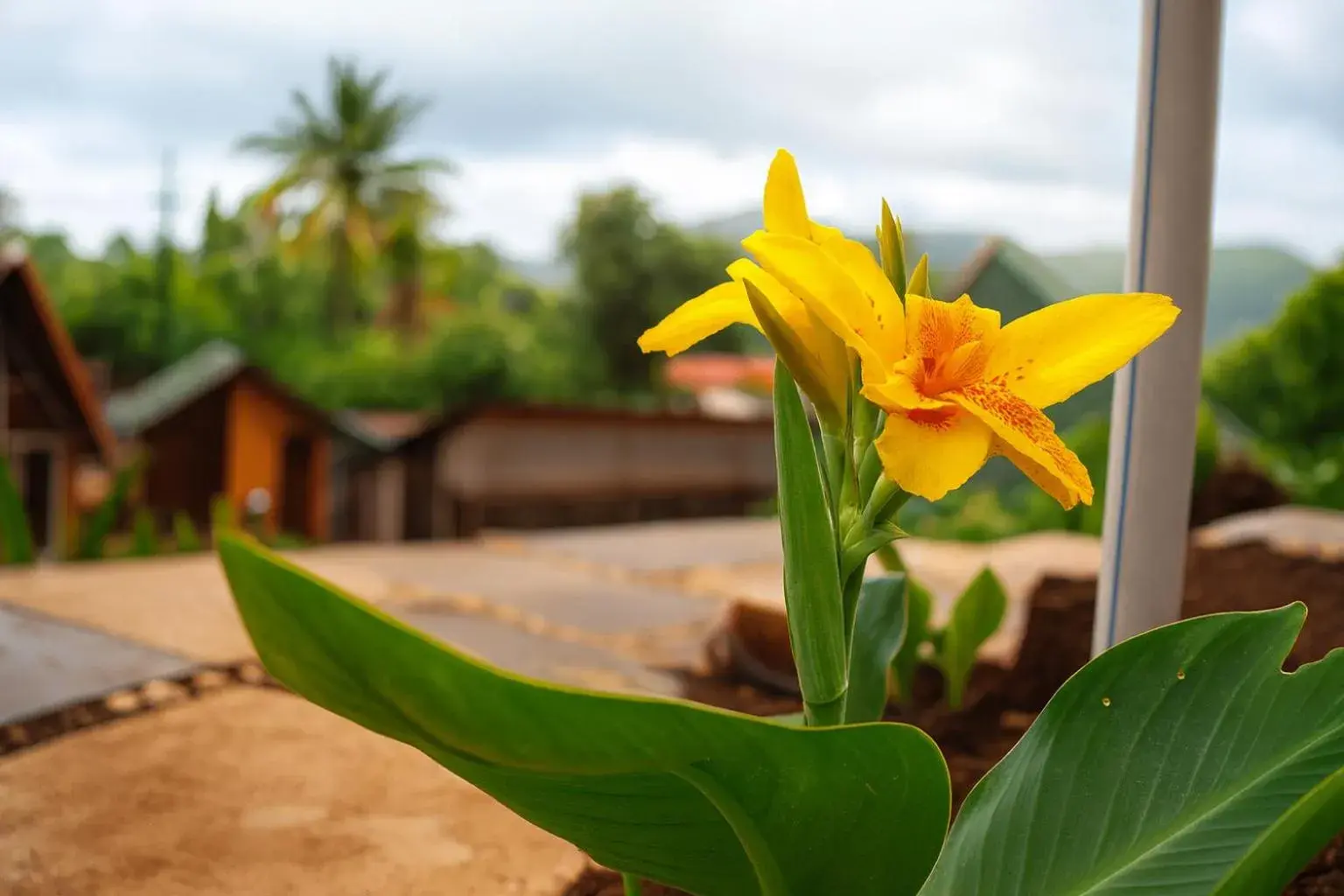 Garden view in Rumourss Sky Villa & Resort Garden view in Rumourss Sky Villa & Resort