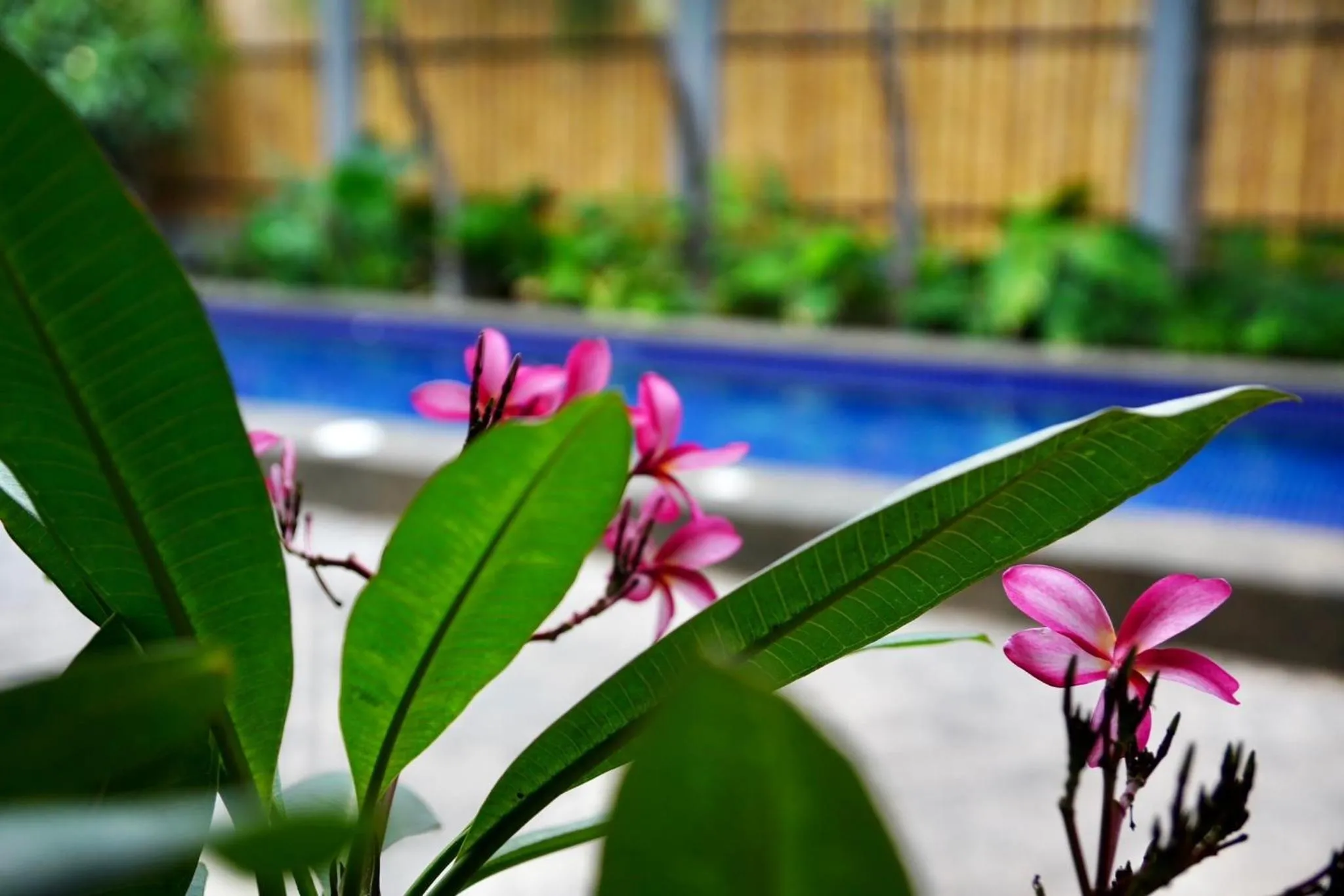 Garden view in Mayfair Garden Resort