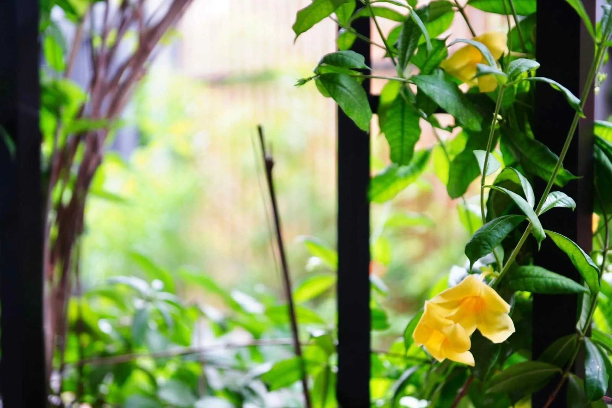 Garden in Mayfair Garden Resort