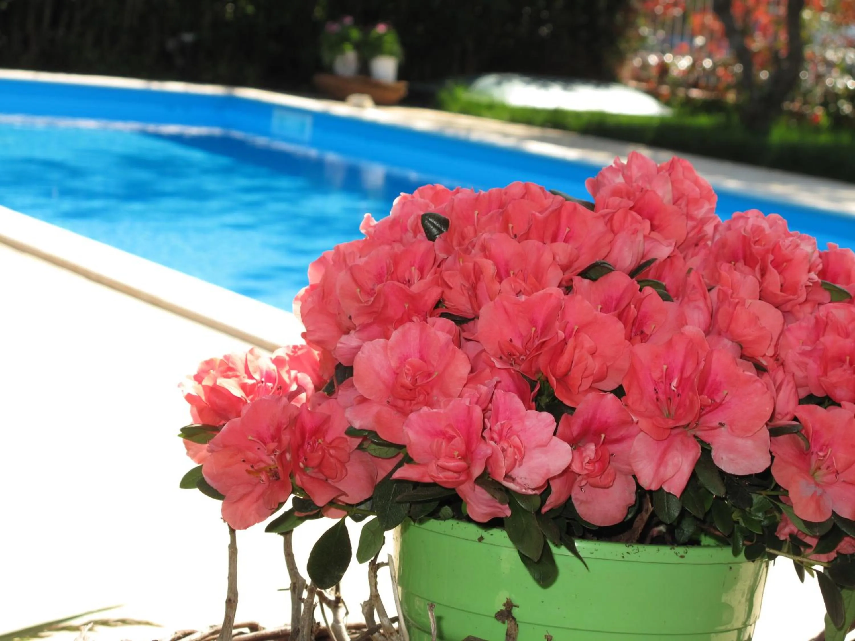 Garden in Exanthia Villas