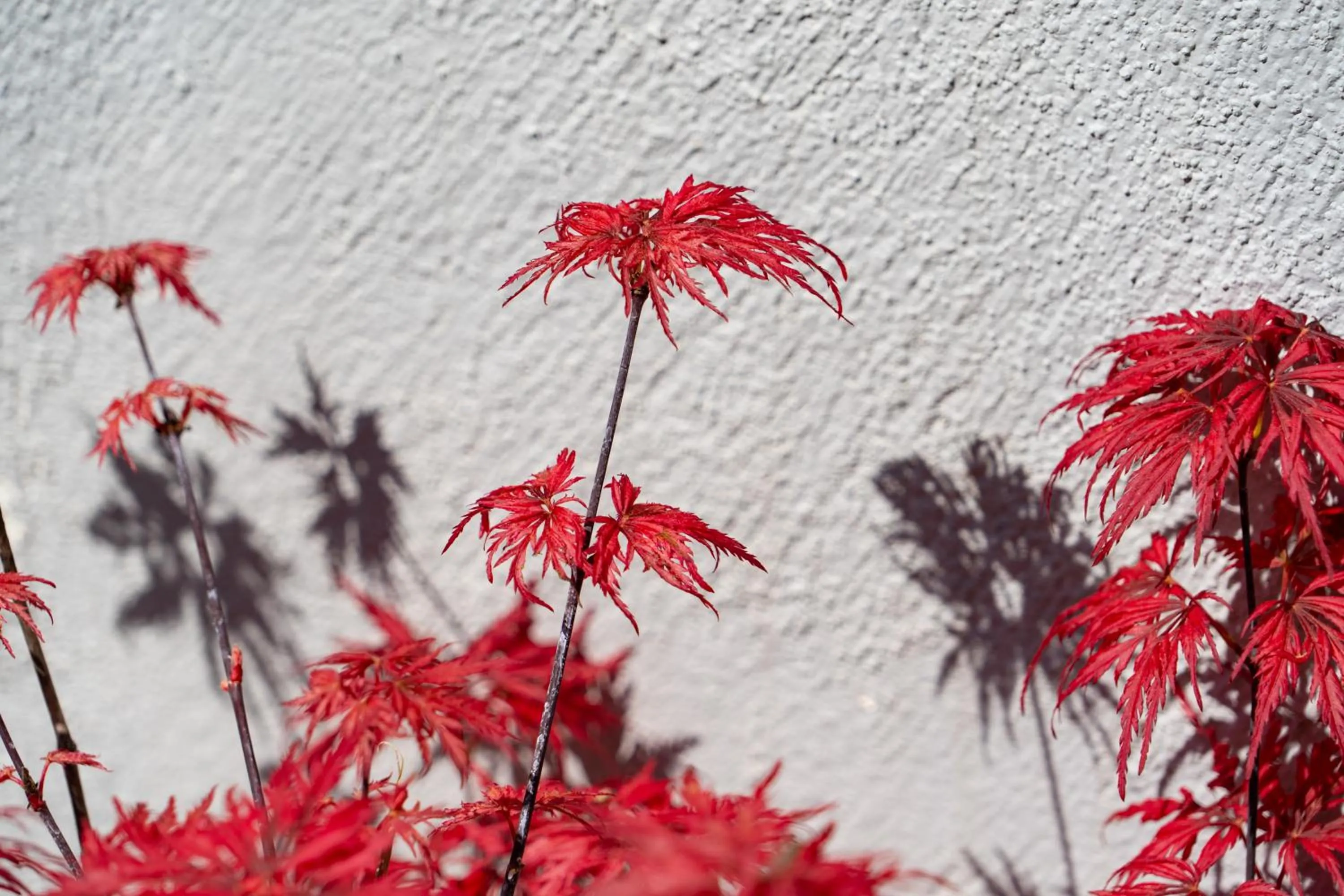 Edem Luxury Apartments