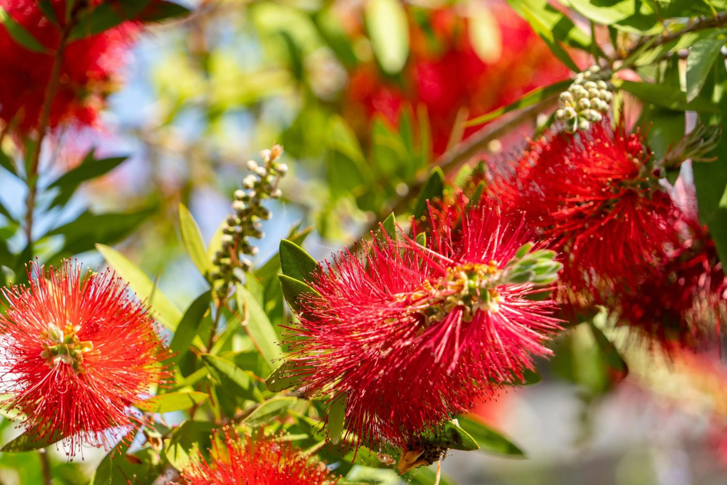 Edem Luxury Apartments