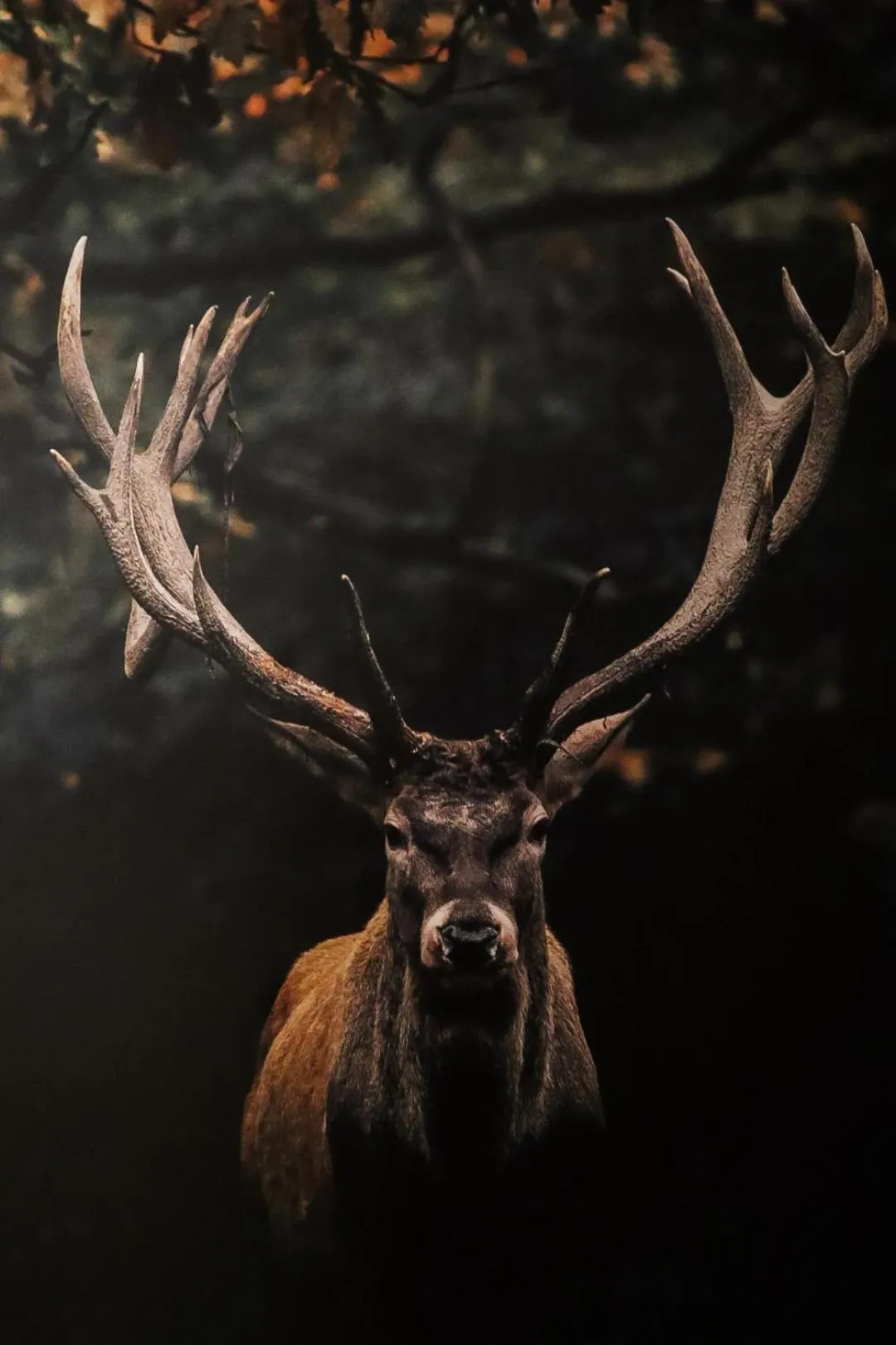 Decorative detail in Gasthof Sonnental