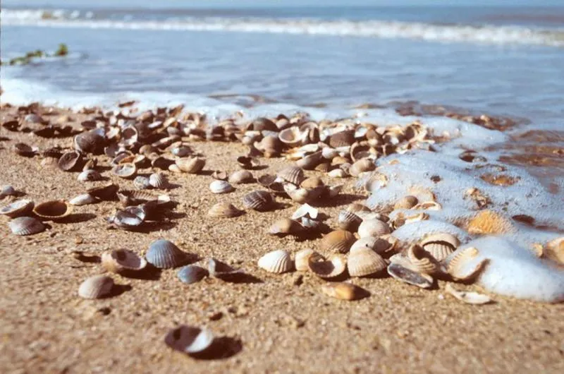 Beach in Duinberk B&B hotel en Brasserie