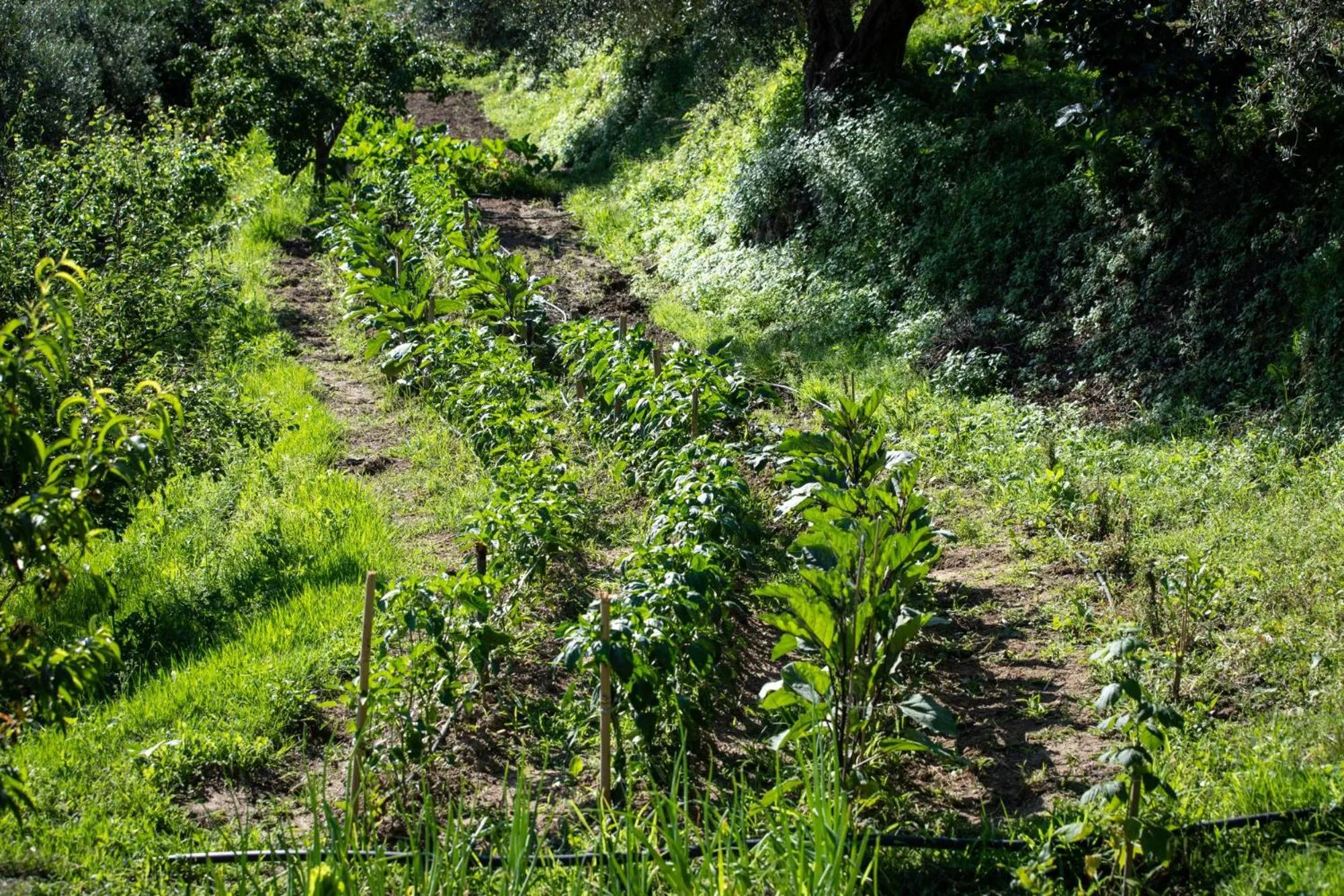 Garden in Villa Ginevra Resort Agrituristico