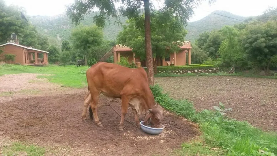 Property building in Krishna Ranch