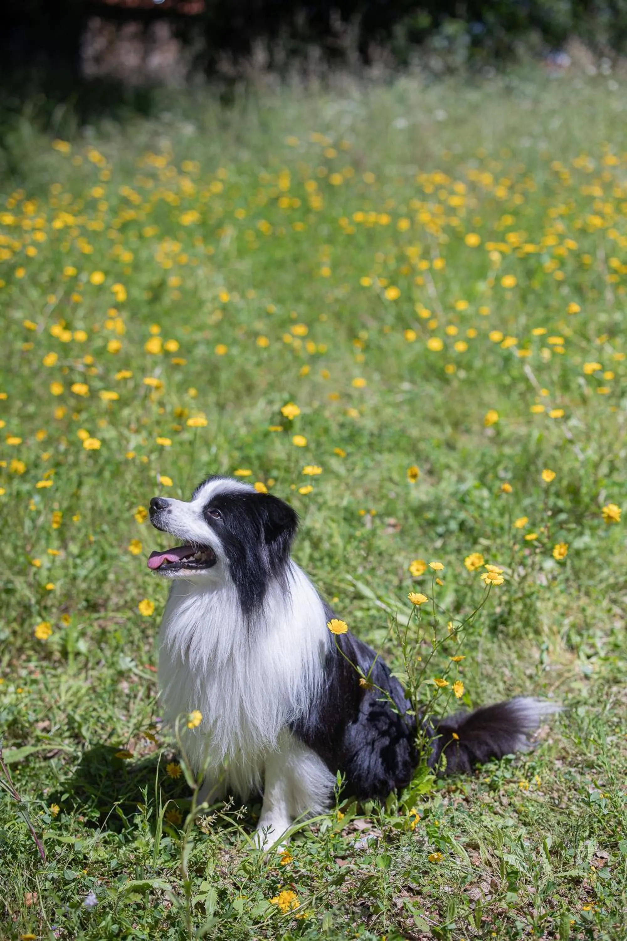 Garden in CasaNova Farmhouse