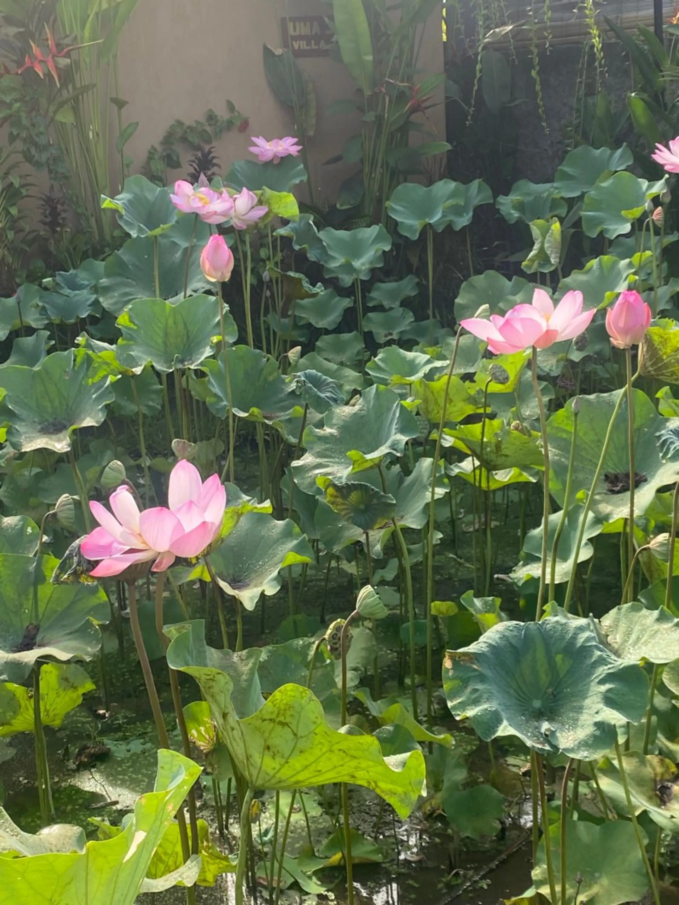 Suryadina Guest House