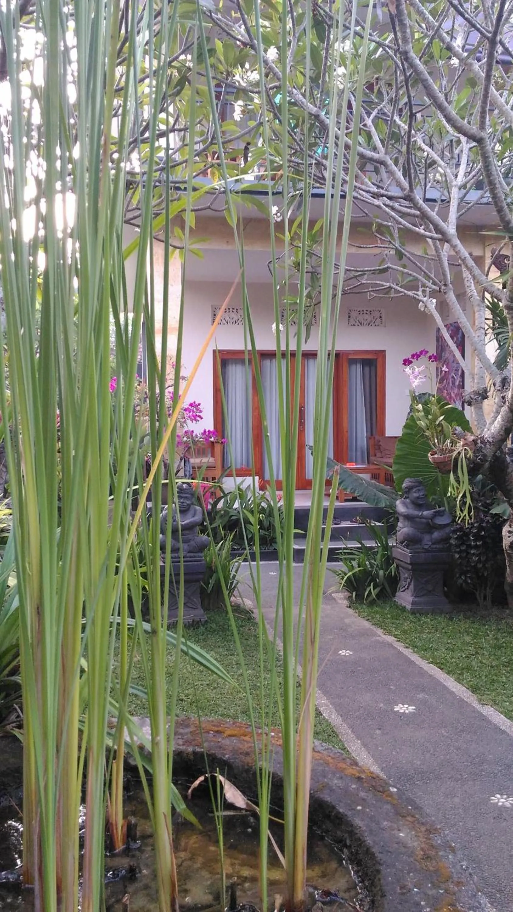 Garden in Suryadina Guest House