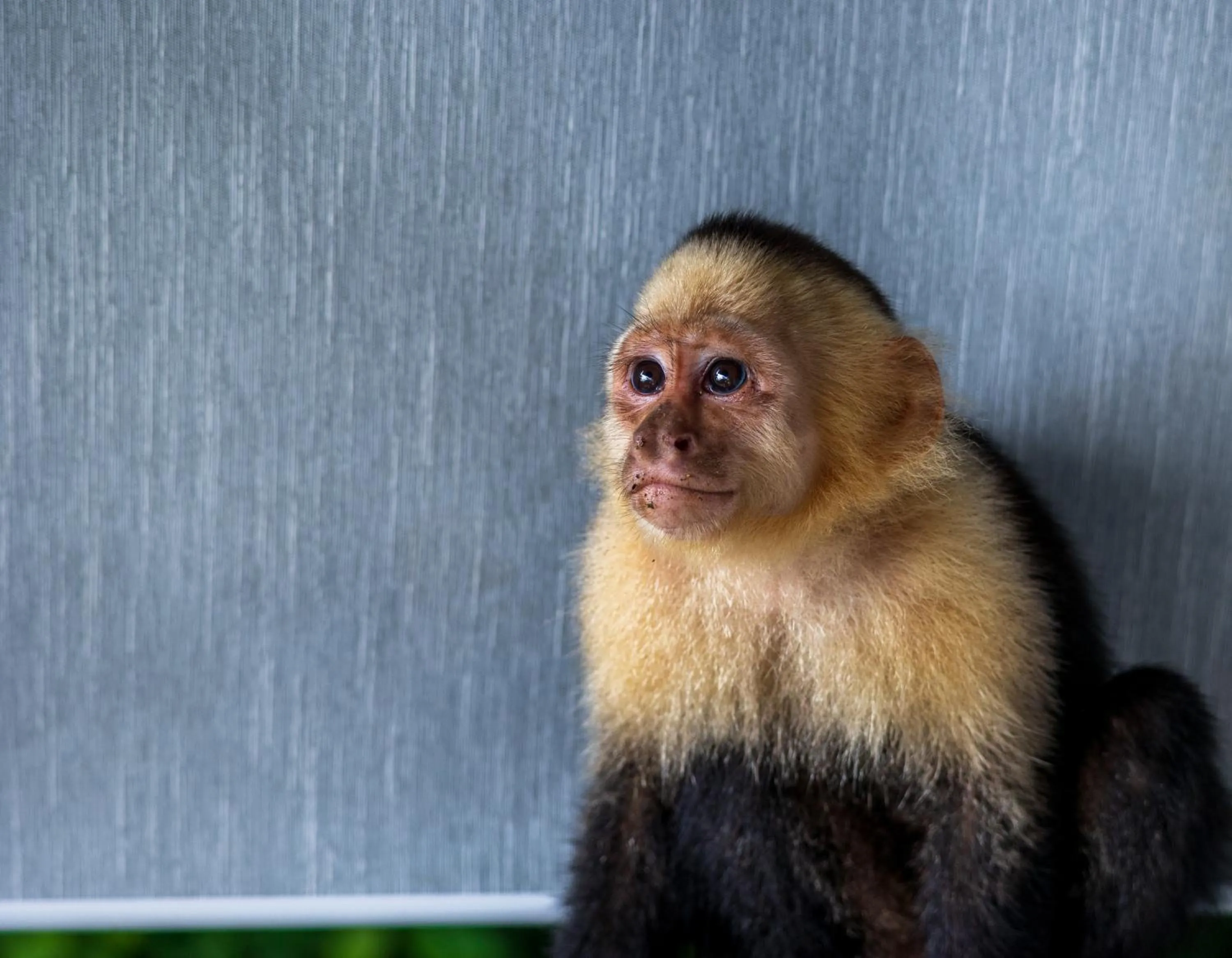 Animals in Hotel Villas de la Selva