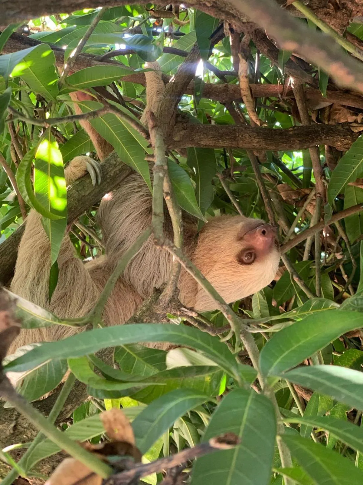 Animals in Hotel Villas de la Selva