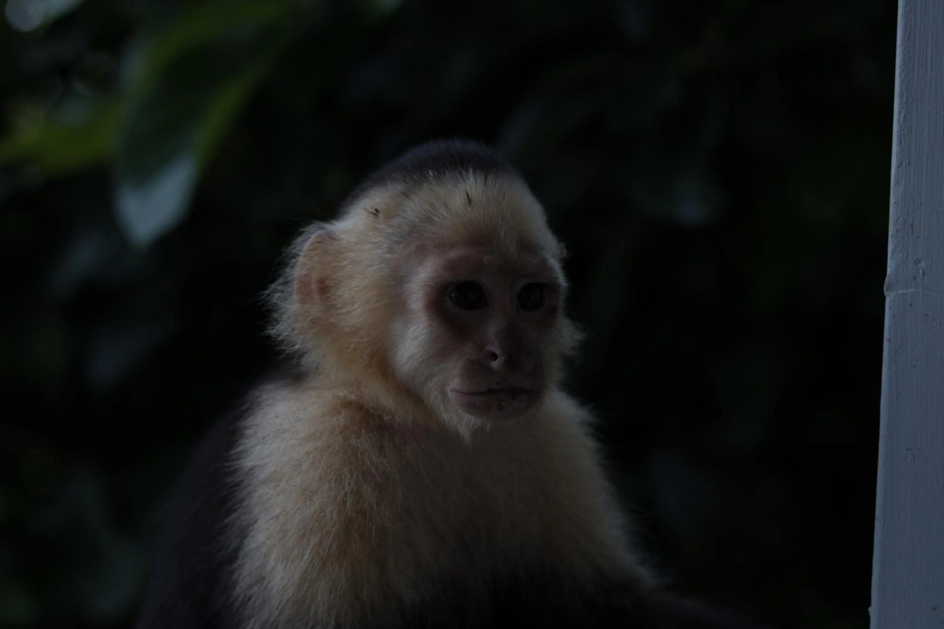 Animals in Hotel Villas de la Selva