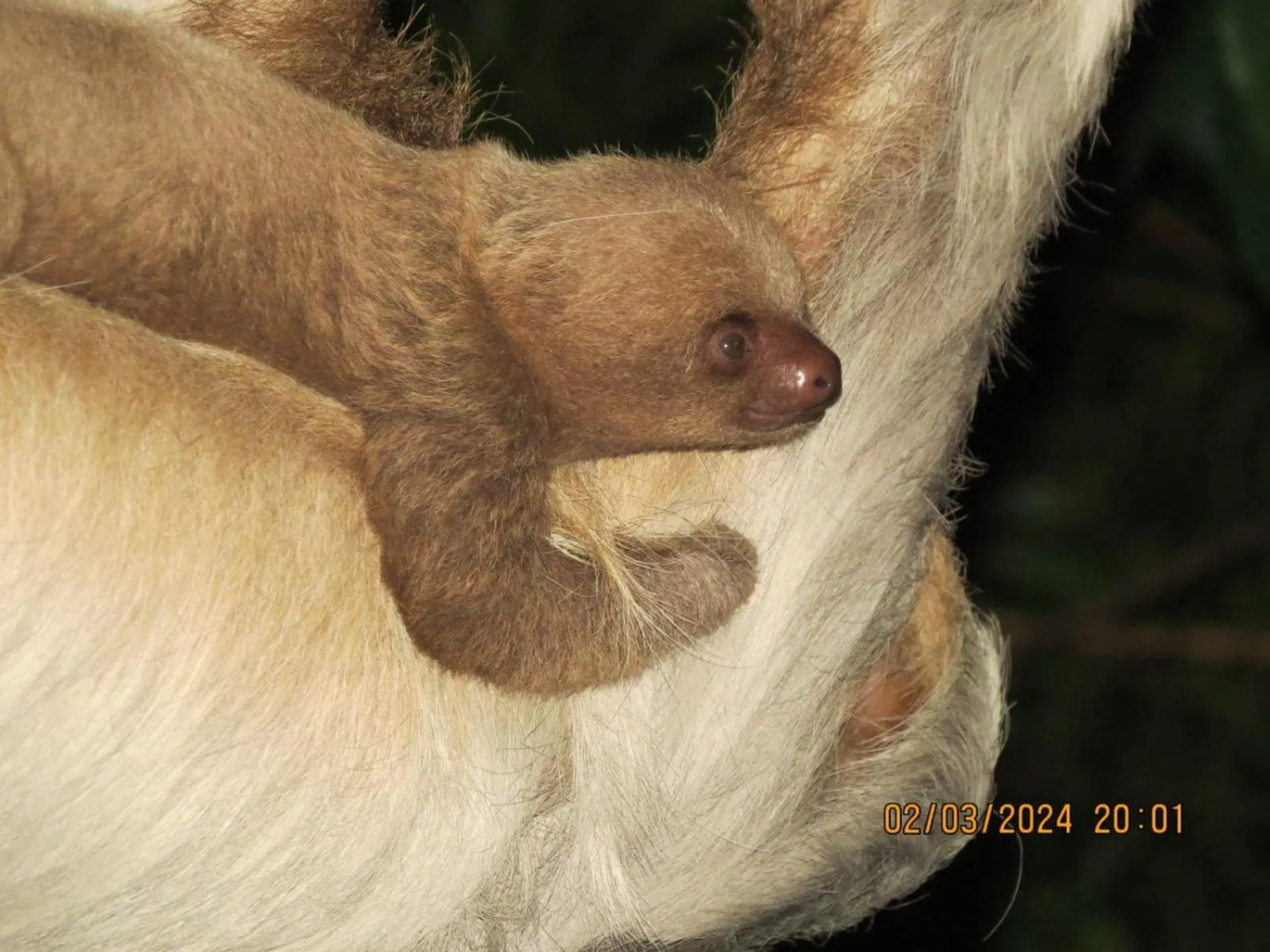 Animals in Hotel Villas de la Selva