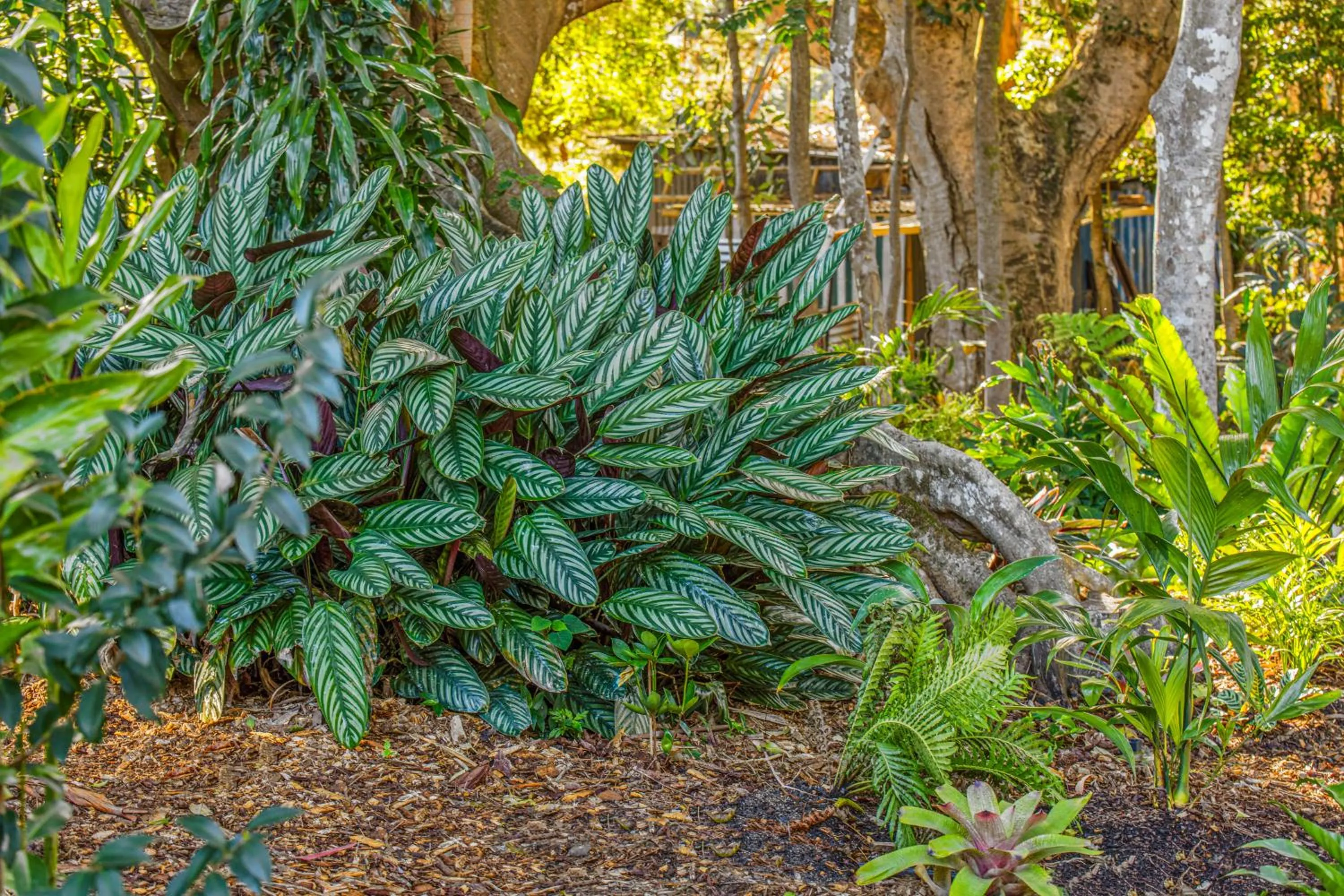 Garden in Jandar Retreat Maleny