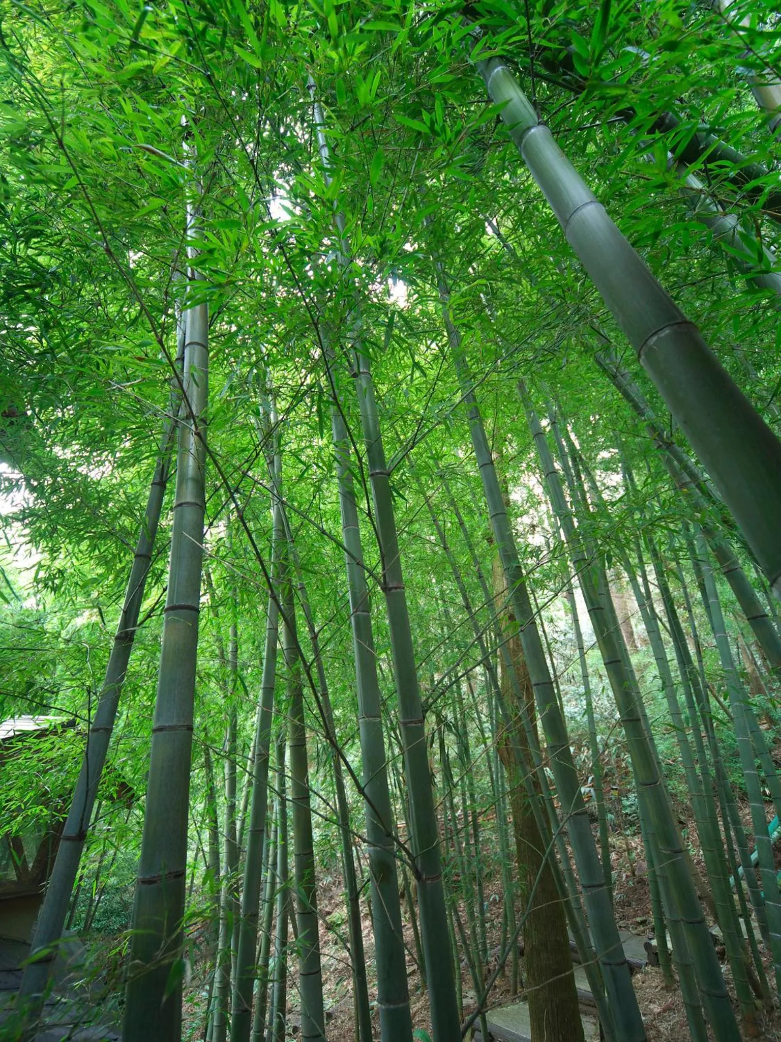 View (from property/room) in Hakone Tokinoshizuku