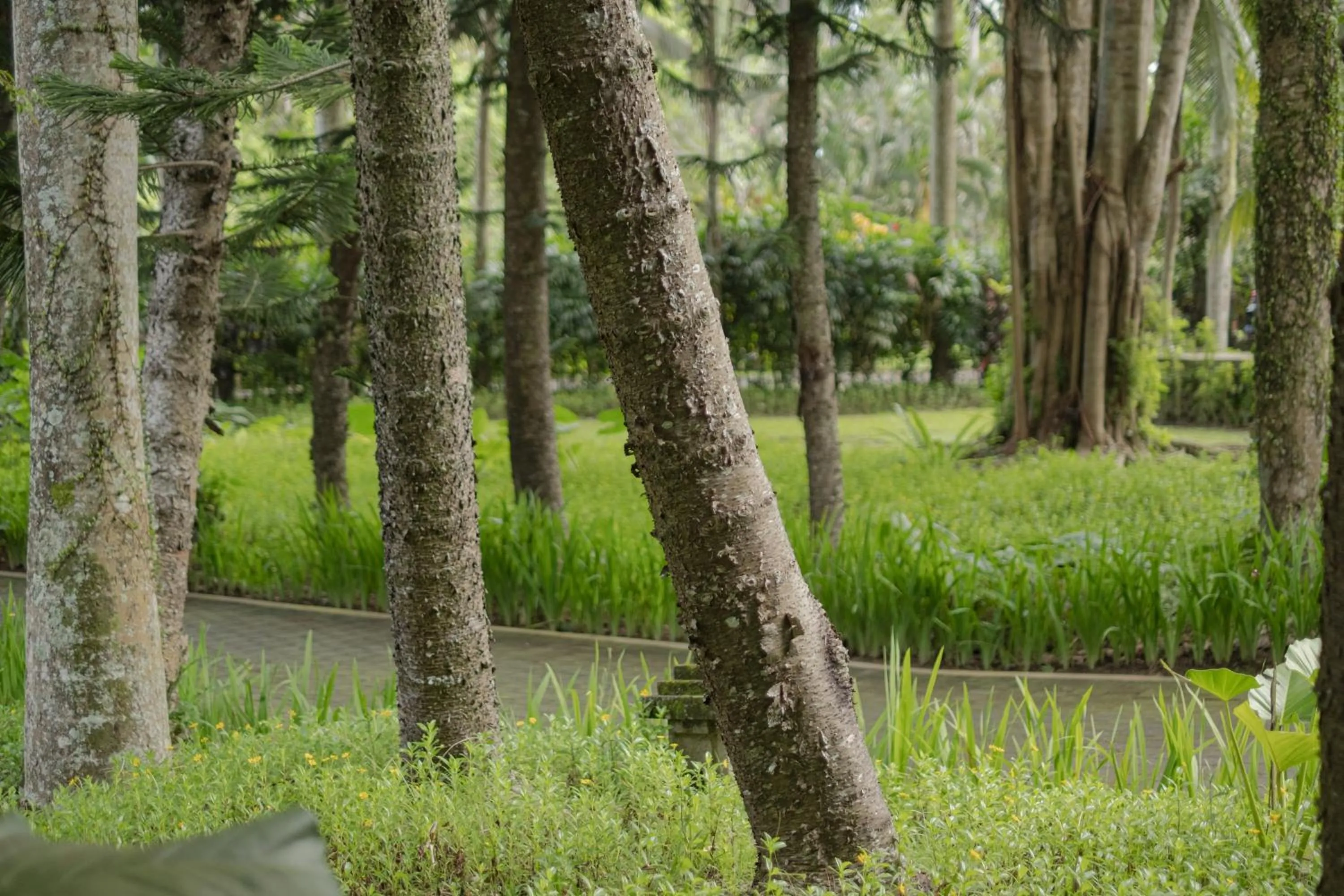 Garden in Bumi Kinar Heritage