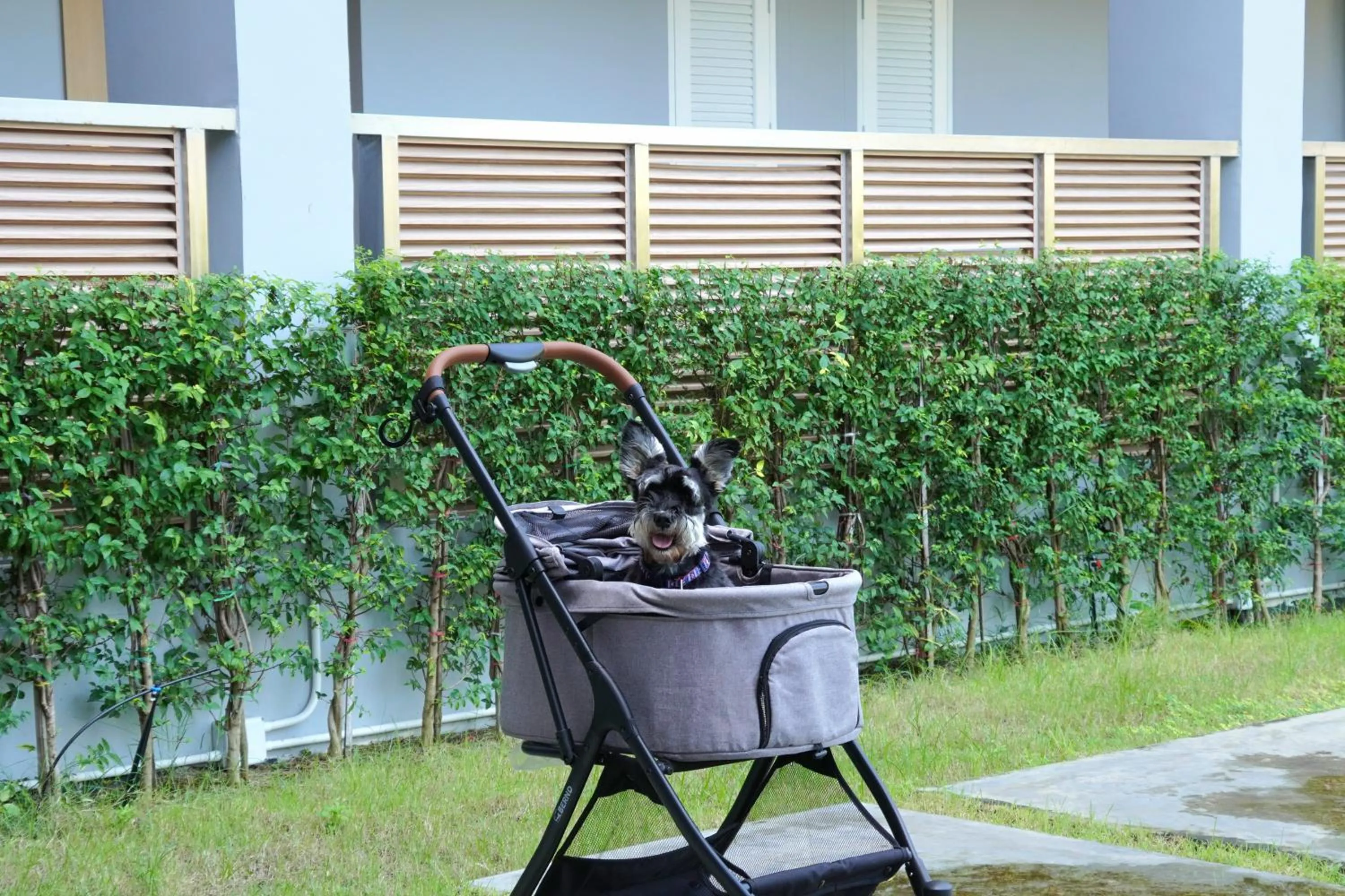 pet friendly in The Kite Hotel Bangsaen by Koko