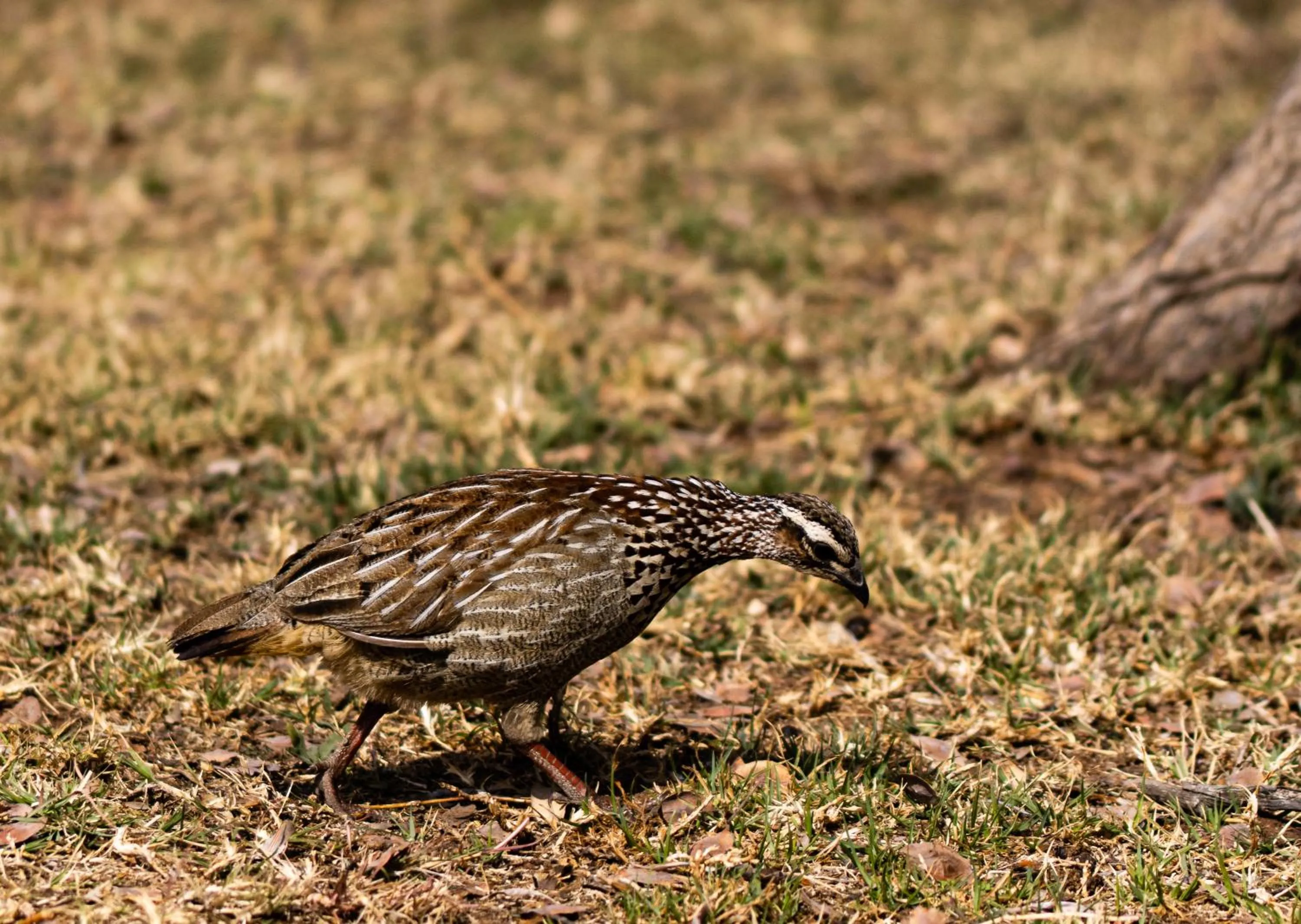 Animals in Tshikwalo Game Lodge