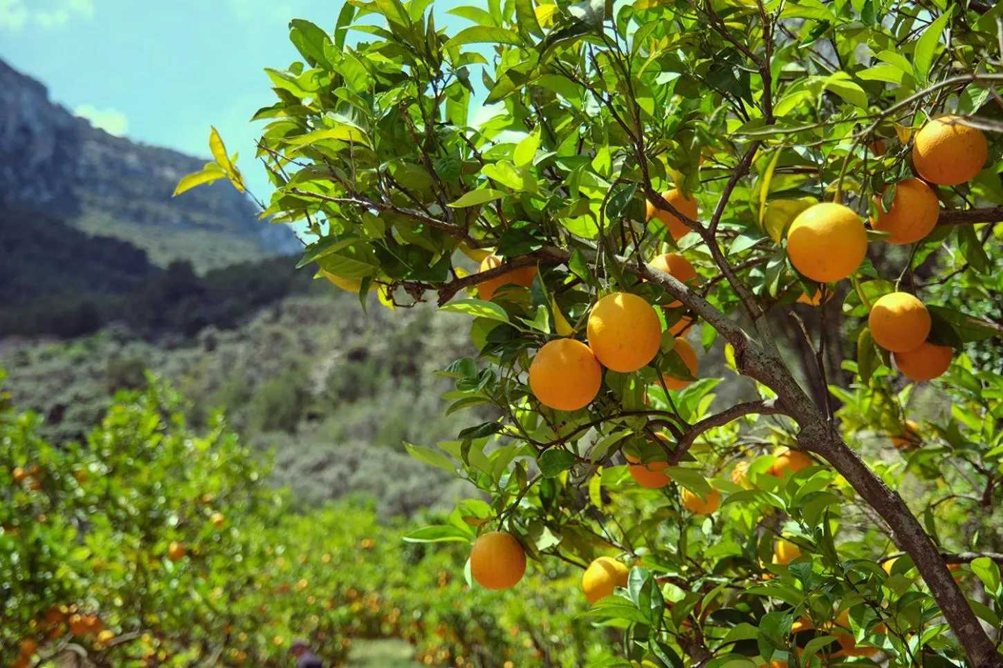 Natural landscape in Es Moli Hotel