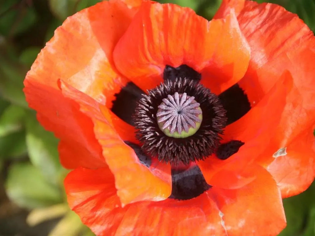 Other in Oase Friedensthal