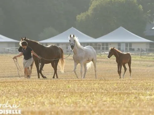 Other in Oase Friedensthal