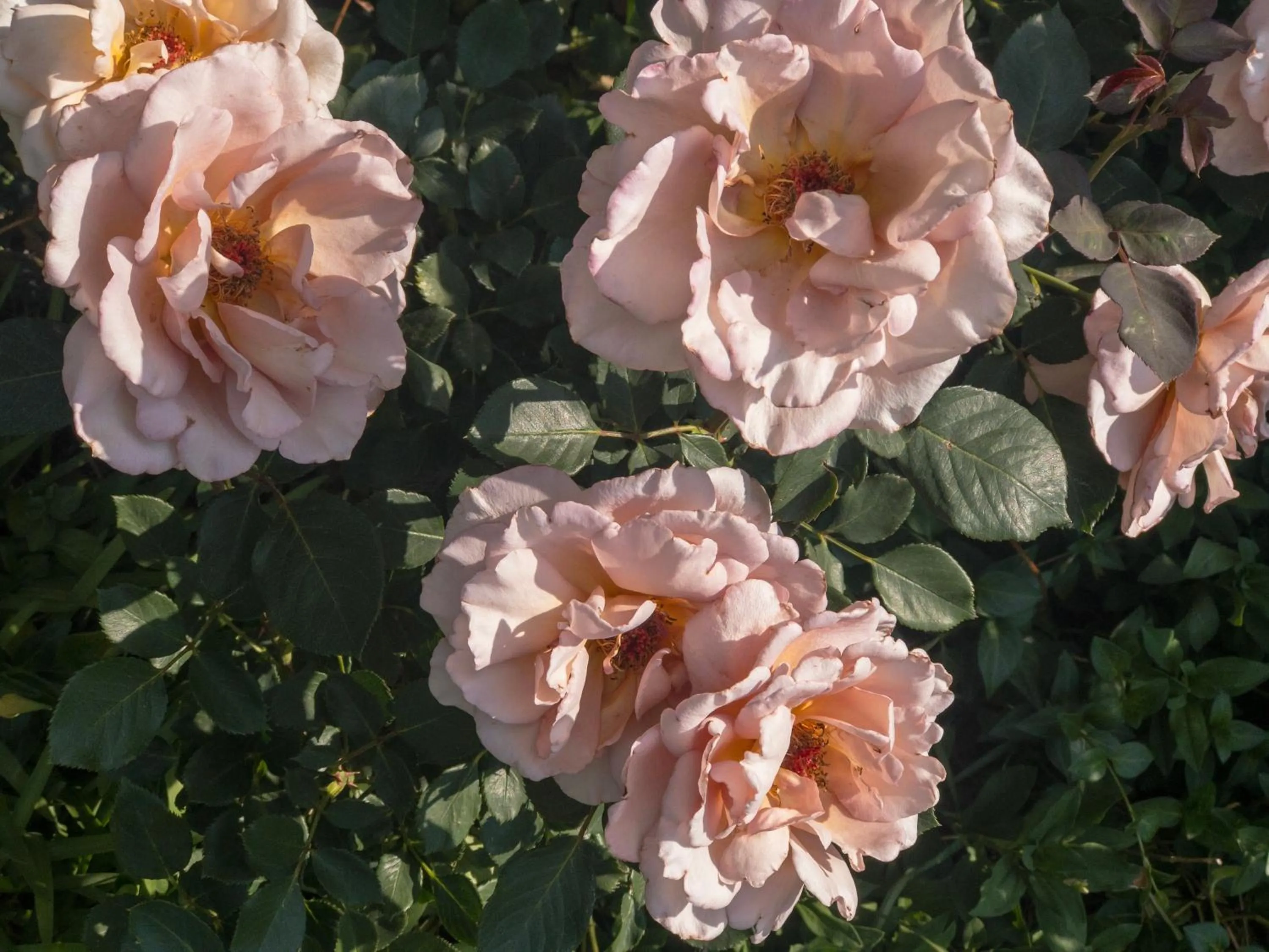 Garden in Rosewood Corner, Clarens