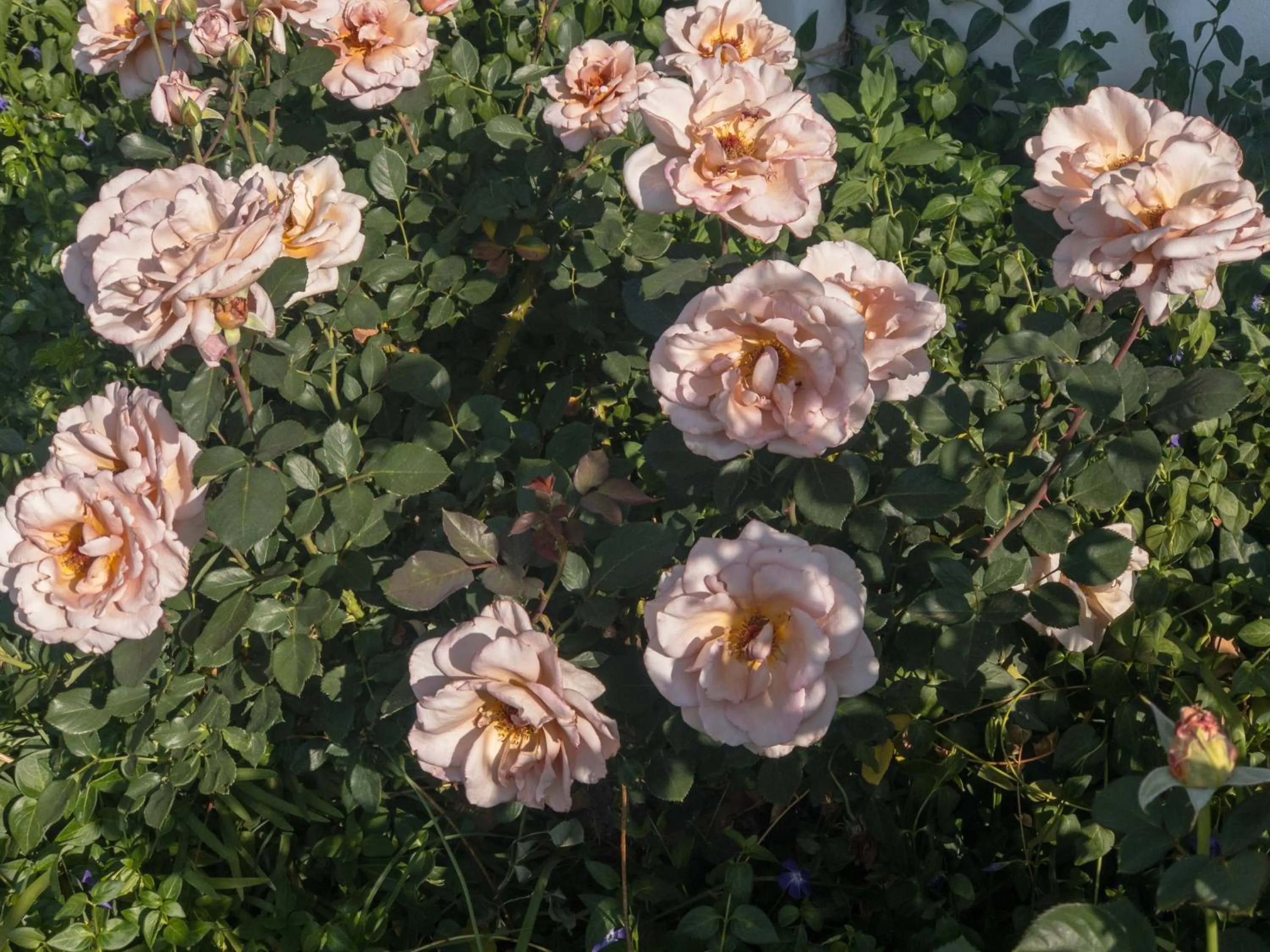 Garden in Rosewood Corner, Clarens