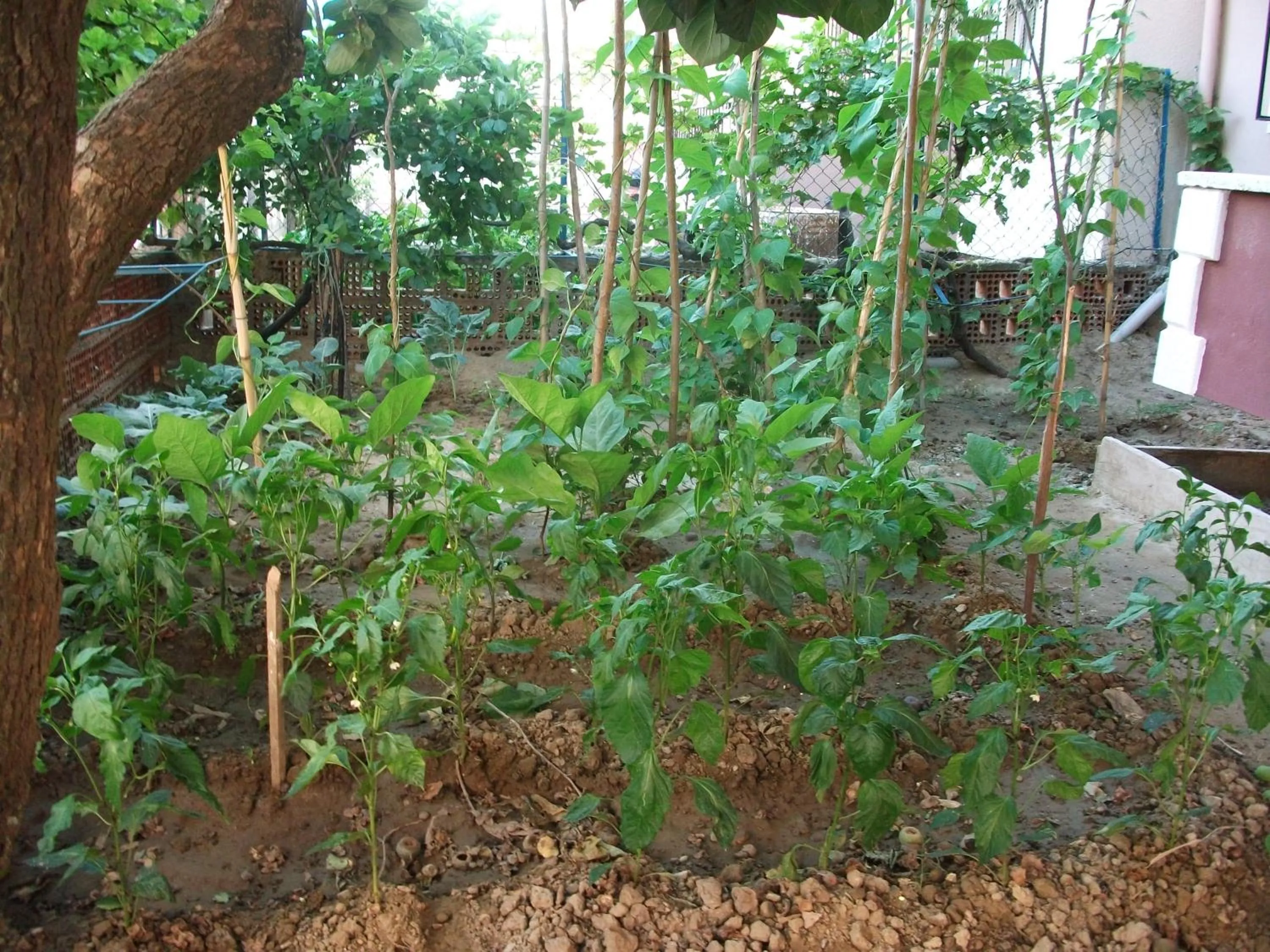 Garden in Ernur Pension